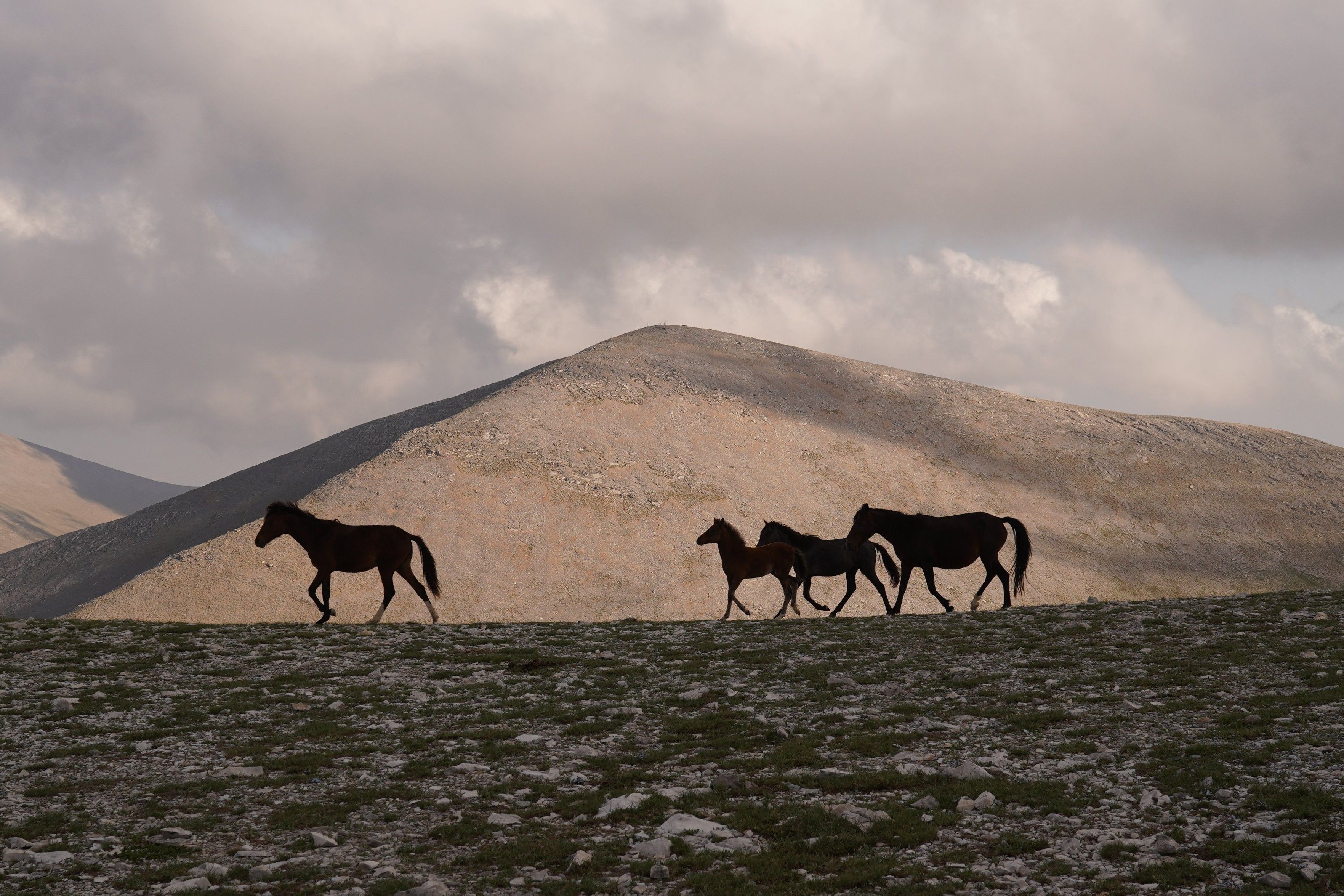 A bigger horse, followed by two smaller and one medium-sized horse, walking across the frame in front of a broad-pyramidal-shaped mountain in the background. Sky is grey and cloudy.