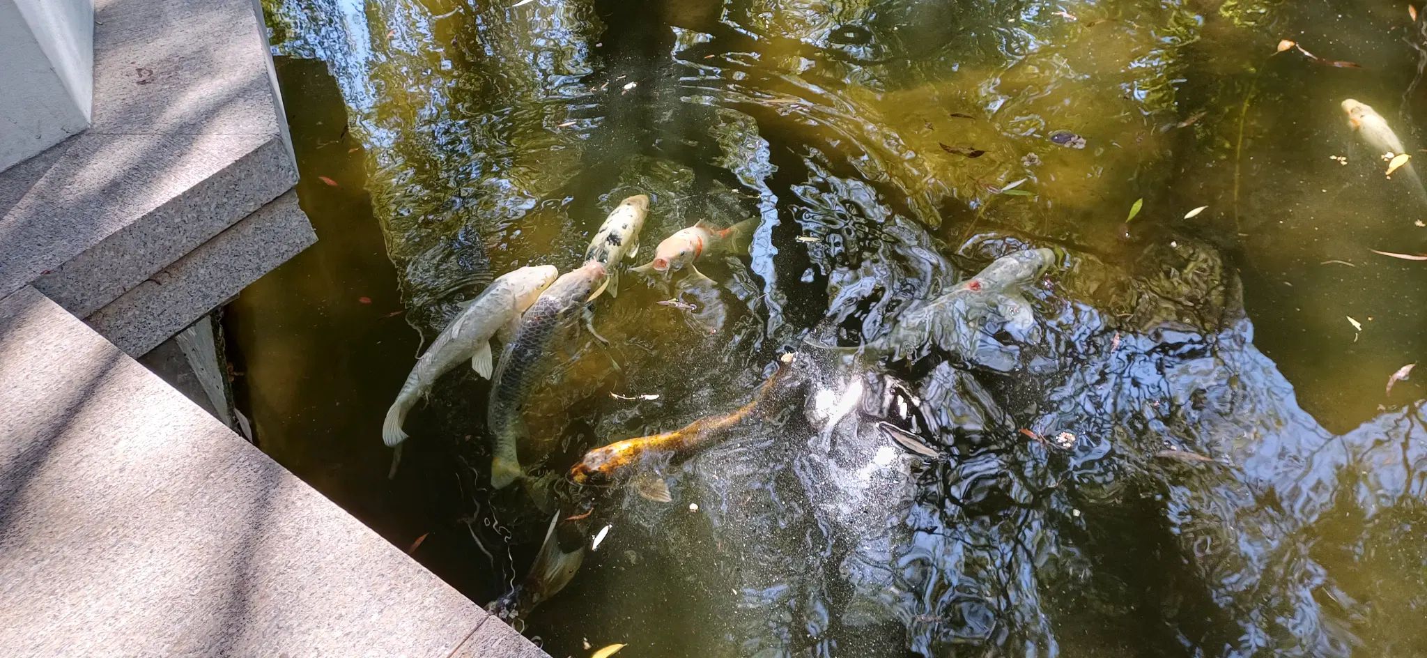 More pics of them koi carps. One of them is poggers!