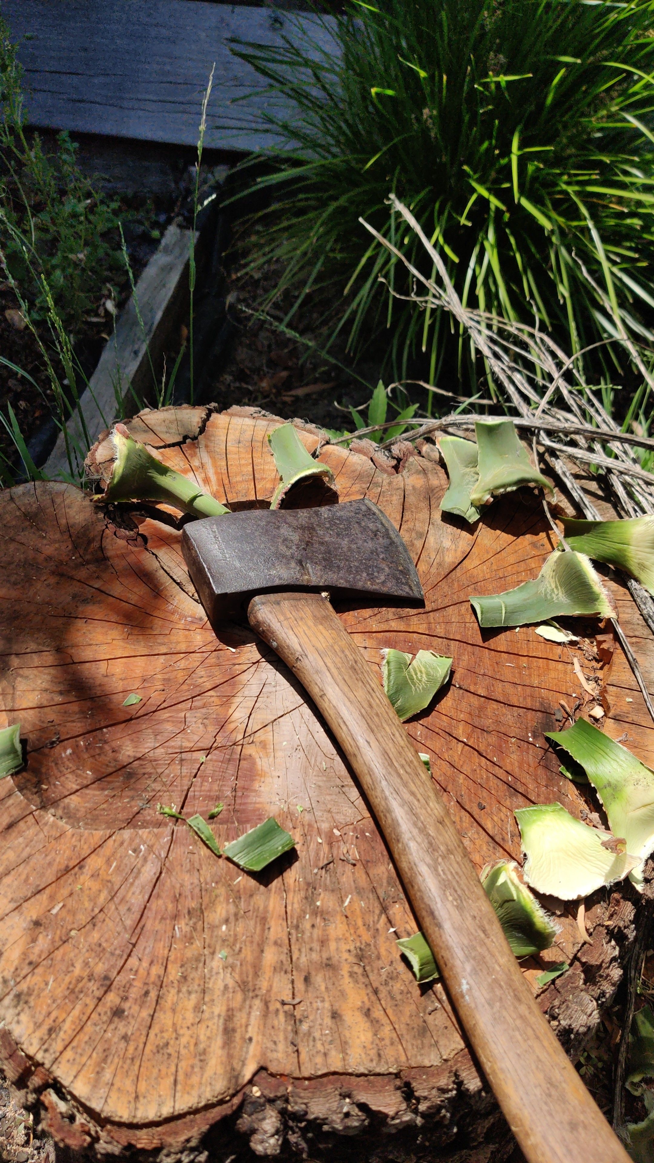 My chopping stump and dad's old axe, along with some chopped off yucca ends.