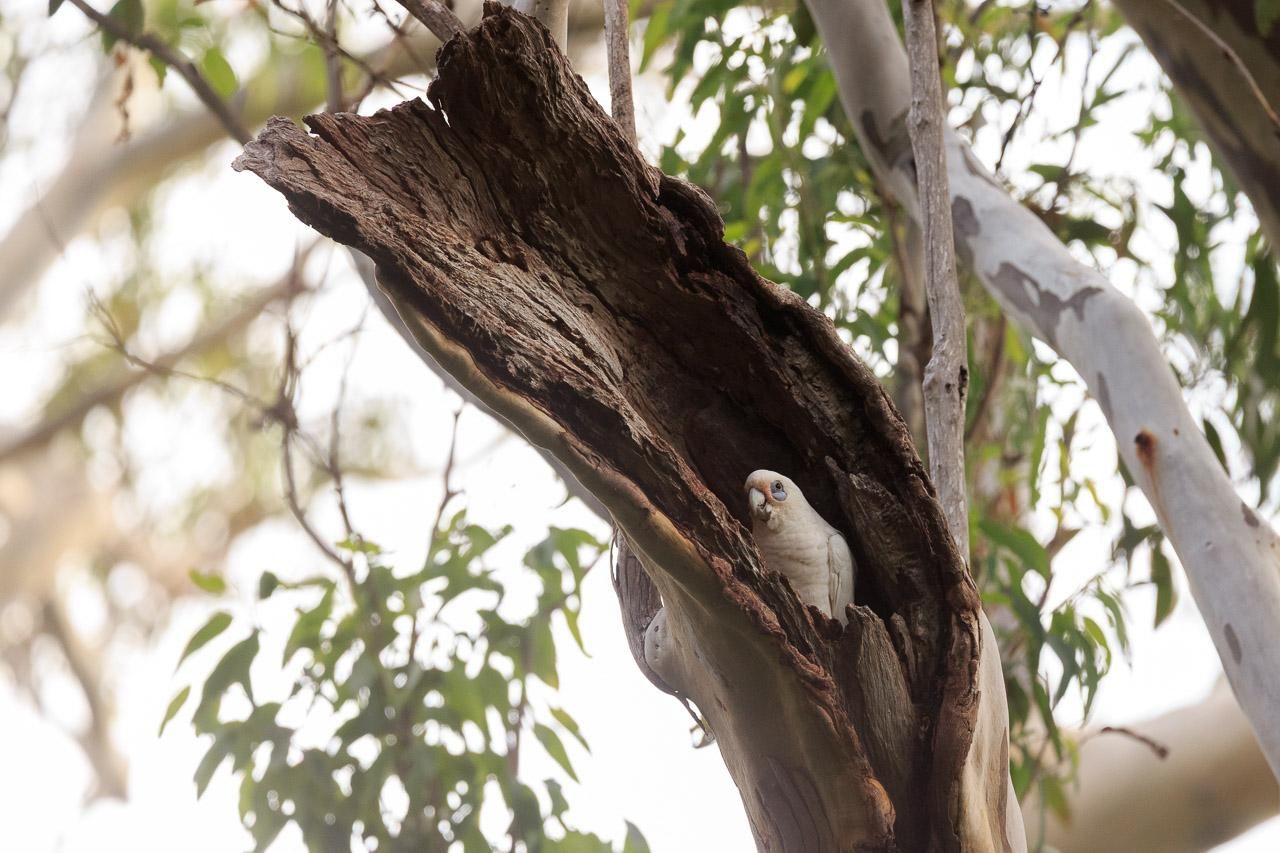 A broken off branch, that has a large hollow in the bottom, now full of Little Corella (there's another one below it inside the hollow that you cannot see). 