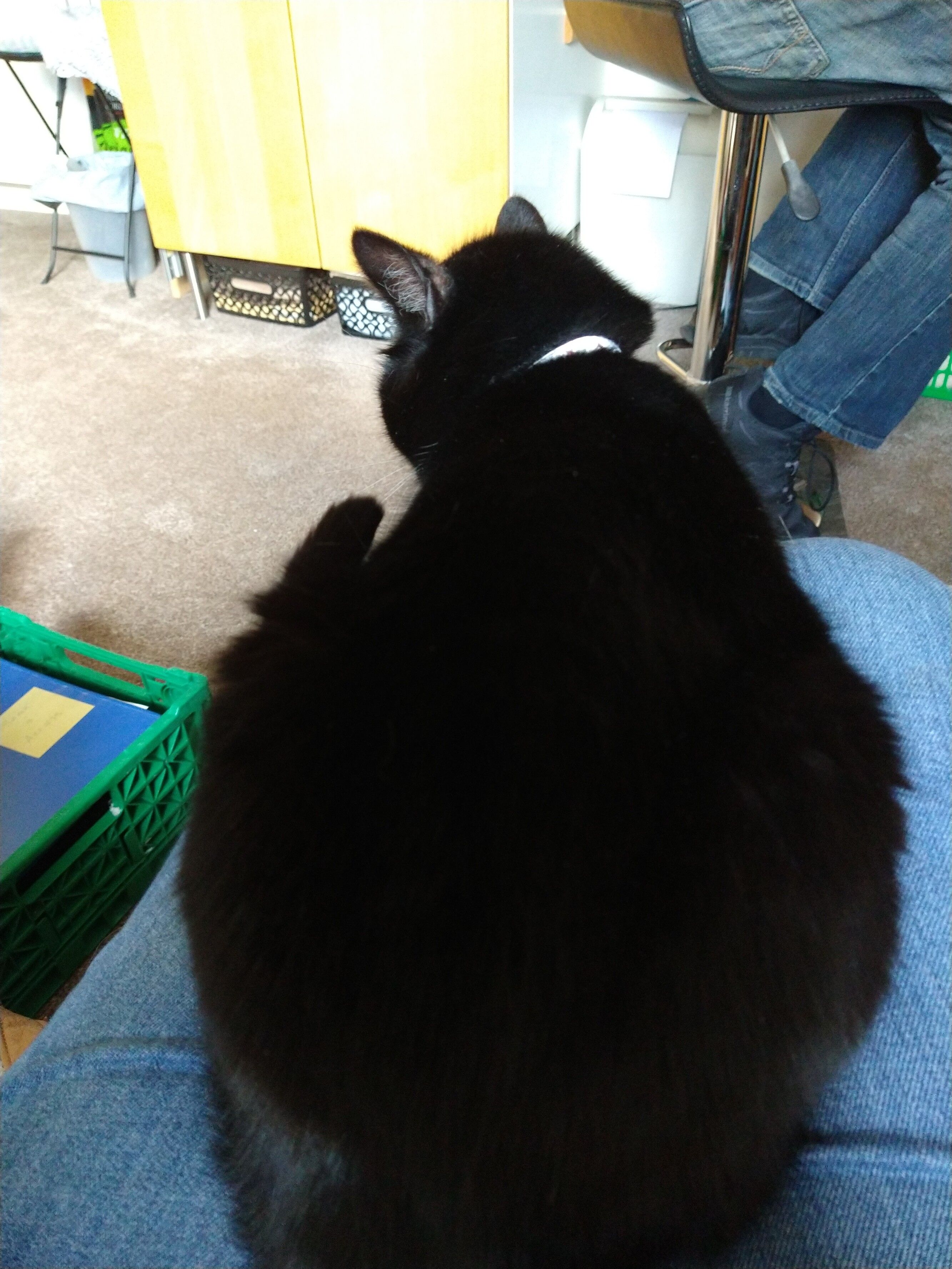 Ollie,  black and white cat on a lap