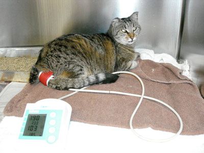 A fairly chonky tabby cat on a towel-covered exam table, seemingly nonplussed by having a red blood pressure cuff wrapped around the base of its tail.