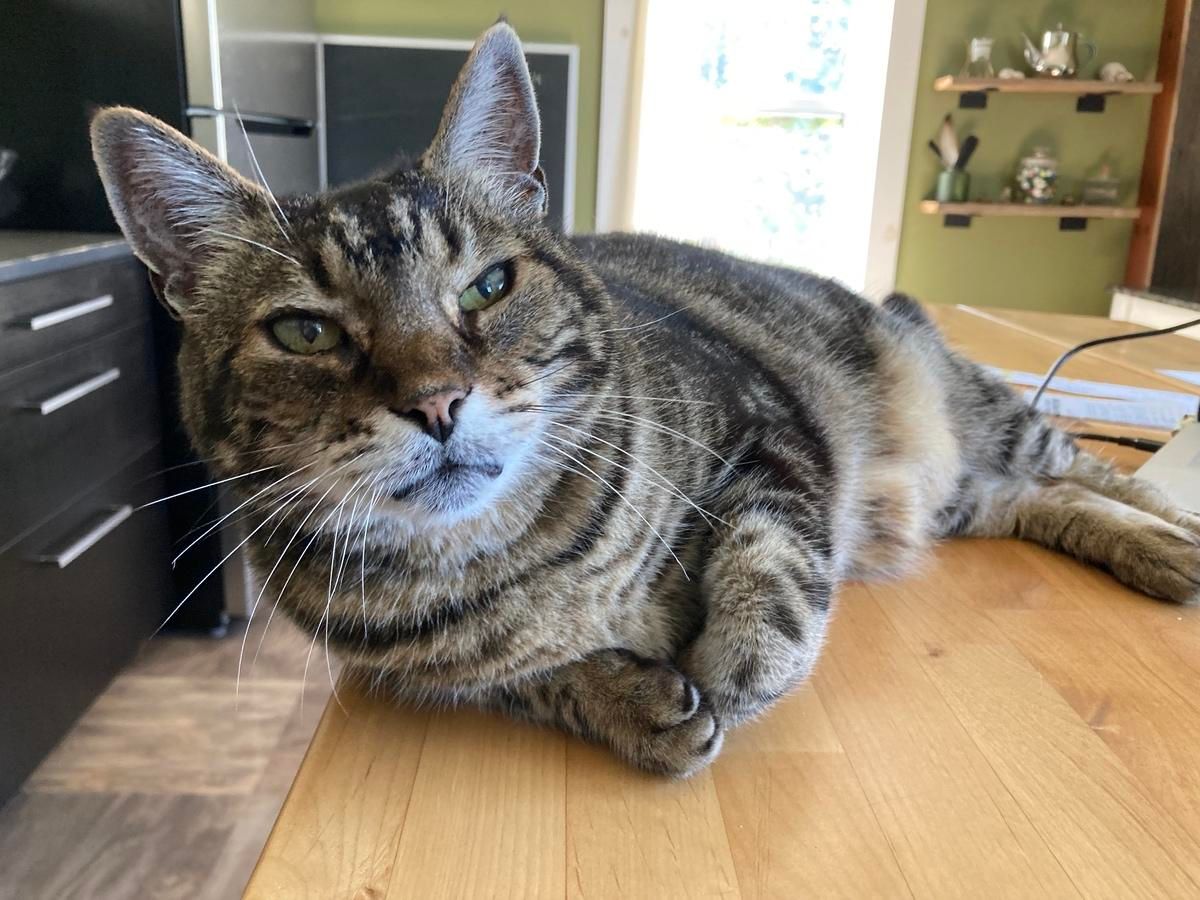 Tabby cat lounging on his side with his head up. He's on a pale wood tabletop. One front paw is tucked in. He's looking slightly past the camera as if he's lost in thought.