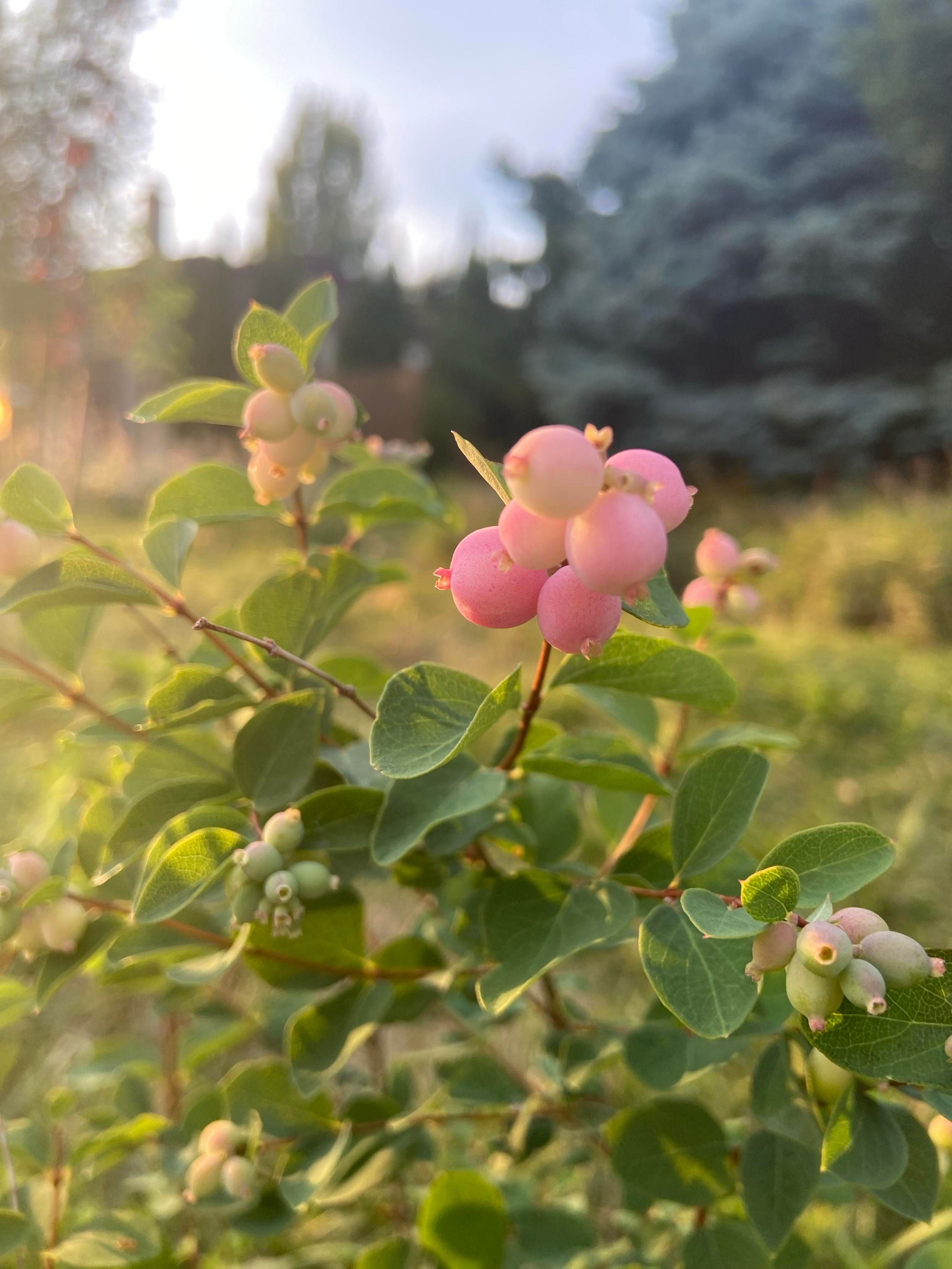 A cluster of bubble gum pink coralberries in golden evening sunlight, with their own greenery below and a blue spruce in the background