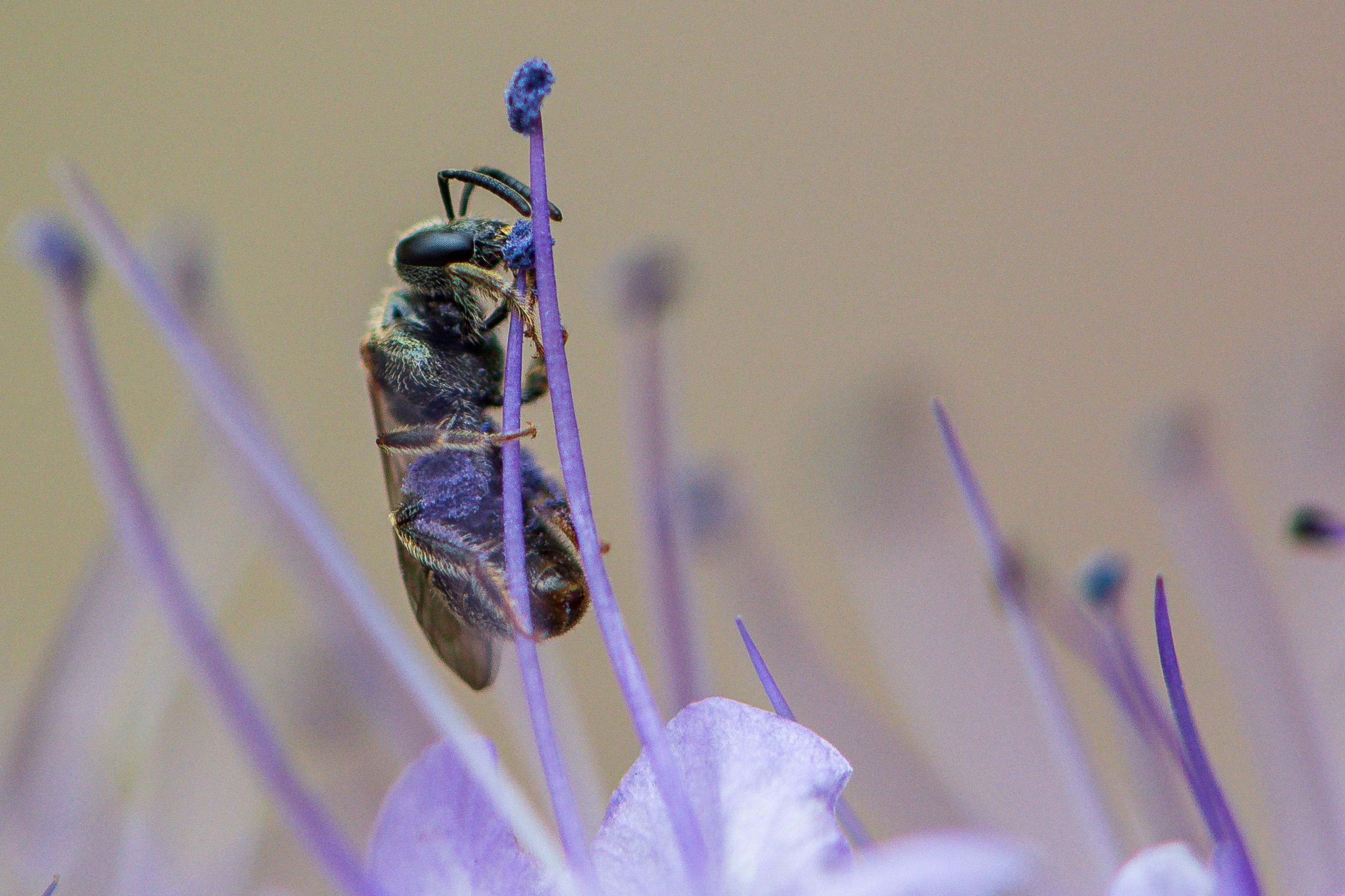 Extreme closeup of a small sweat bee (ID apps suggest a white-footed sweat bee) climbing a vertical stamen of a lacy phacelia flower with out of focus stamens and a gray wall in the background. The bee is vertical and facing to the right in profile with its mandibles grasping a dark purple anther atop the stamen it is grasping and its back legs and pollen baskets covered in purple pollen collected from the dark purple anthers that top each pale purple stamen. This species has similar features to honeybees with a dull metallic green abdomen, thorax, and head covered in fine gold hairs, two segmented antennae, three simple eyes on the forehead, two large compound eyes on either side of the head, six legs, and transparent amber wings with dark veining. 