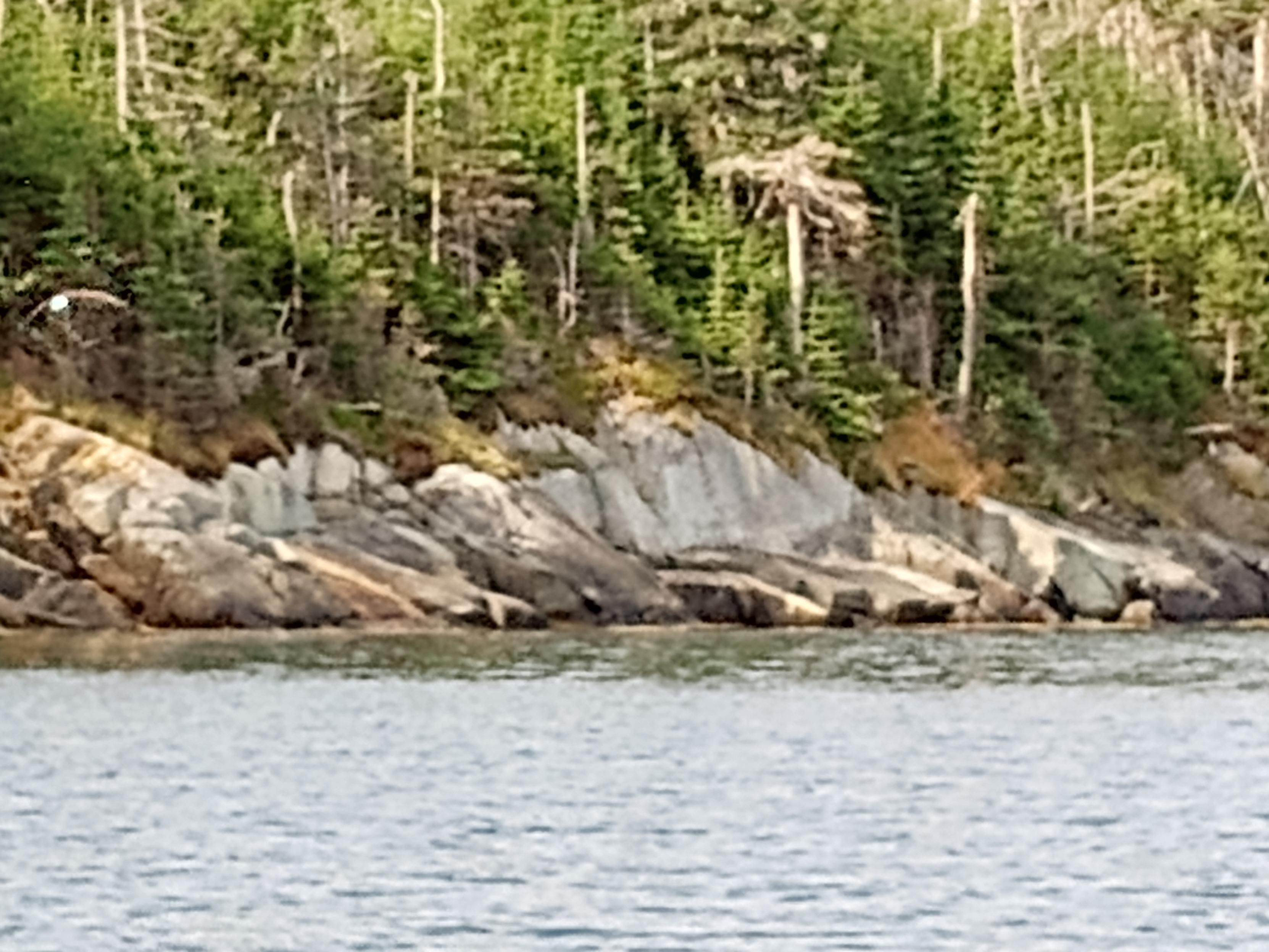 Rocky shoe of an island, on the left an eagle begins to fly 