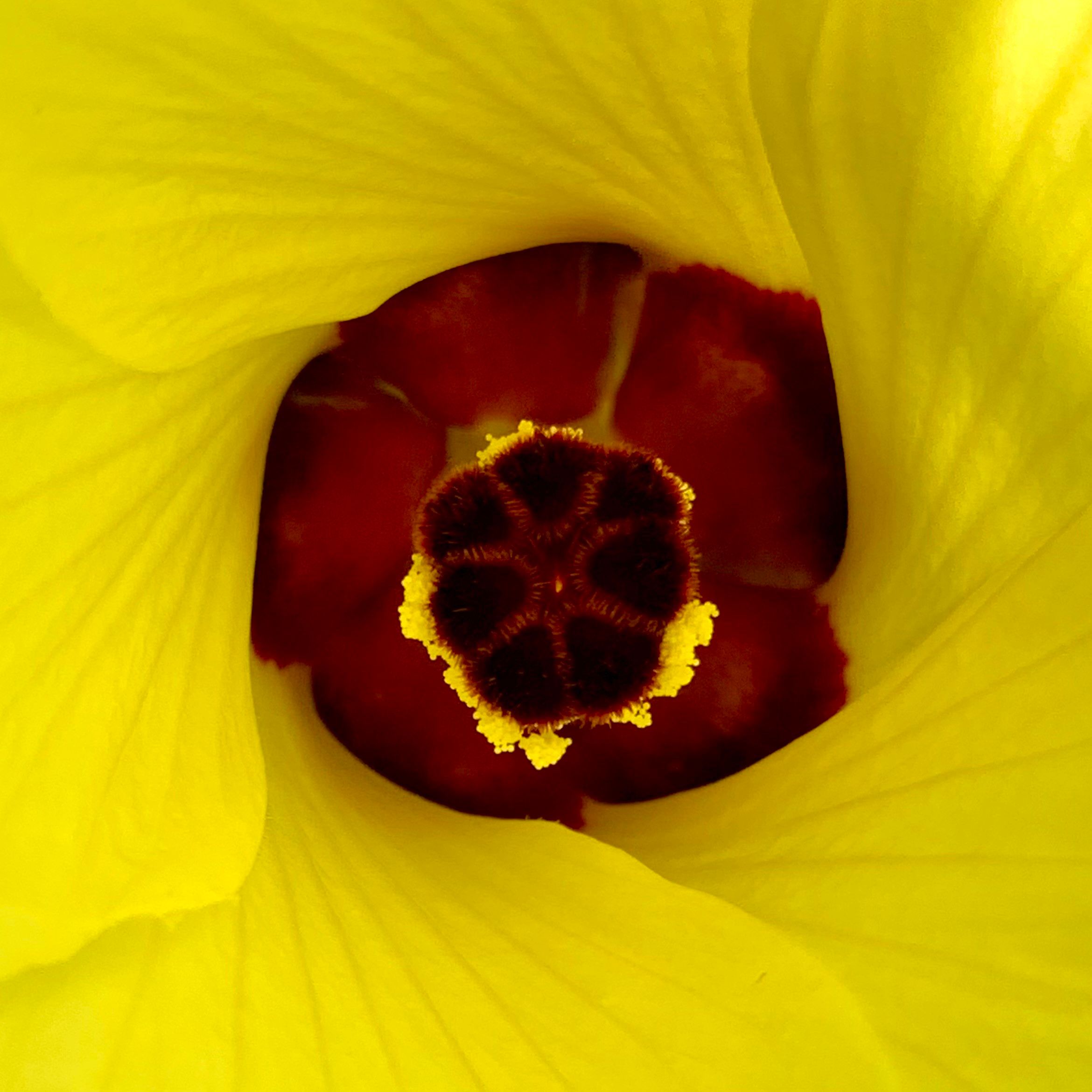 Looks like a pic taken from outer space. Bright yellow, petals frame the pic and the circle around a center that is dark maroon. There is a fuzzy staminal column that ends with a dark fuzzy stigma bordered with brilliant yellow anthers. The stigma is so dark red it is almost black. 

The flower is a Nkruma Tenten okra. 