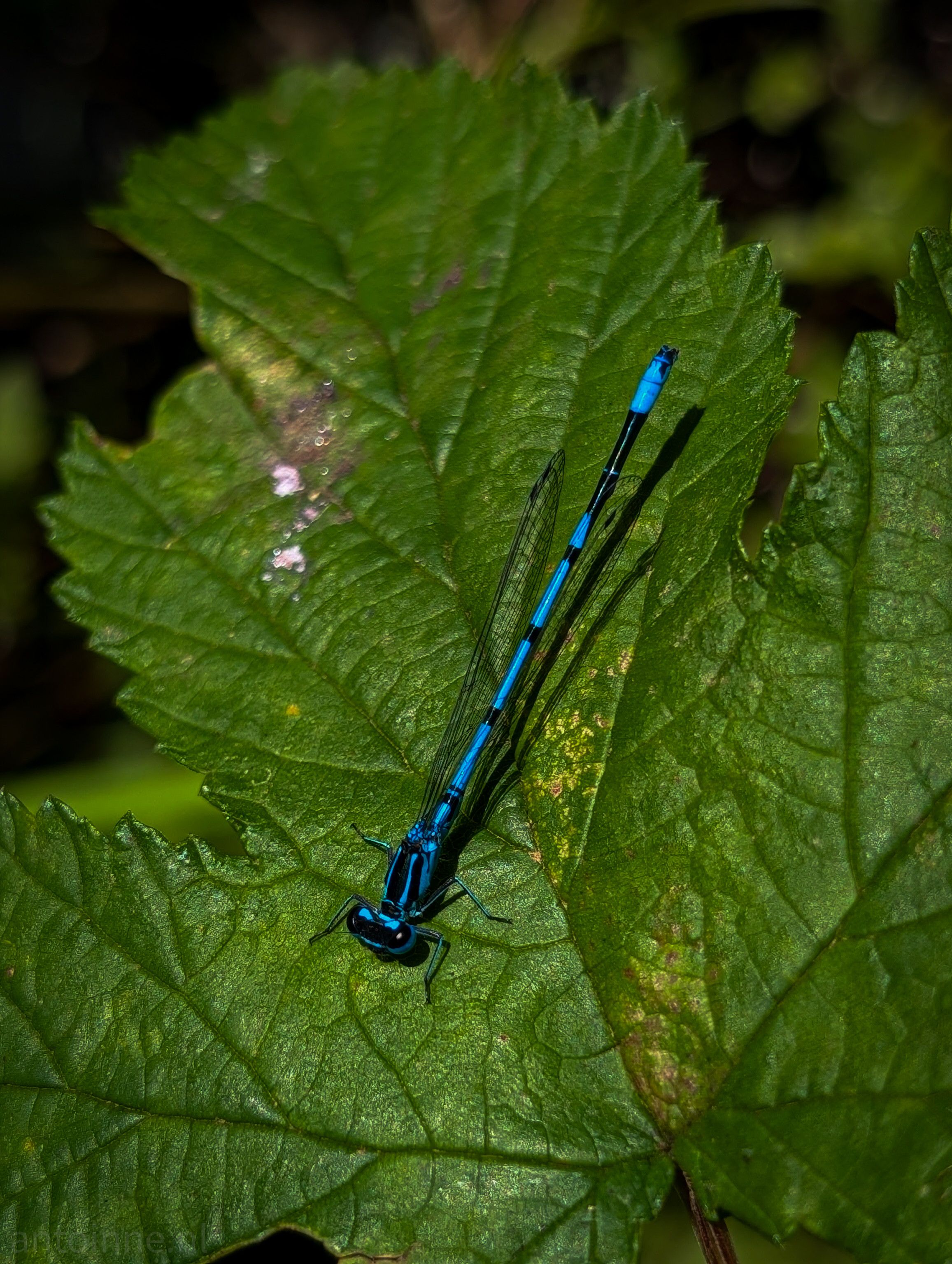 A beautiful blue damselfly resting on a large, green leaf. The damselfly is positioned diagonally across the leaf, with its head pointed toward the bottom left of the frame. Its body is a striking, vibrant blue with black markings. The thin, transparent wings are visible, and the long, slender abdomen extends to the top right. The leaf is a deep green and has a textured, ribbed surface, with clear veins visible. There is some subtle dappled light on the leaf. The background is dark and out of focus, which makes the damselfly and the leaf stand out prominently. 
