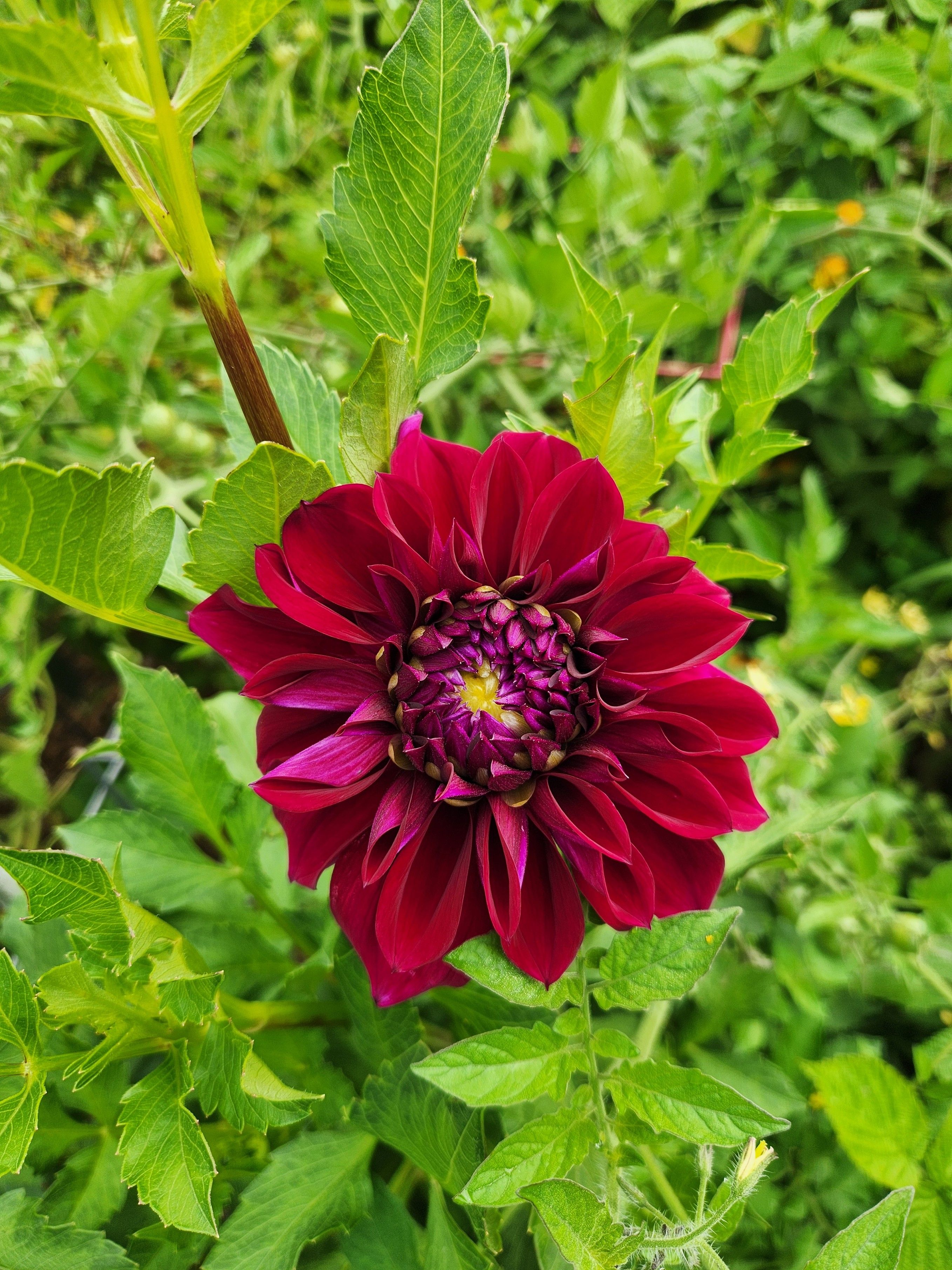 A deep red dahlia, with a peek of yellow in the unopened center, against a background of green.