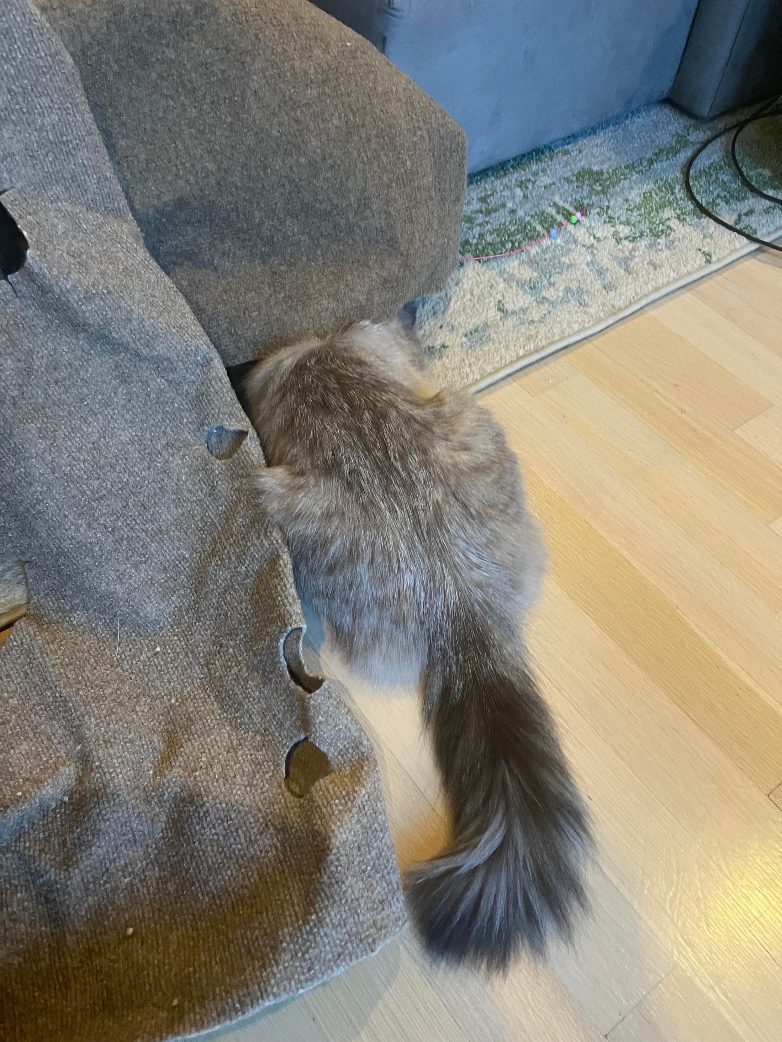 Fluffy Siamese tail sticking out from under a ripple rug