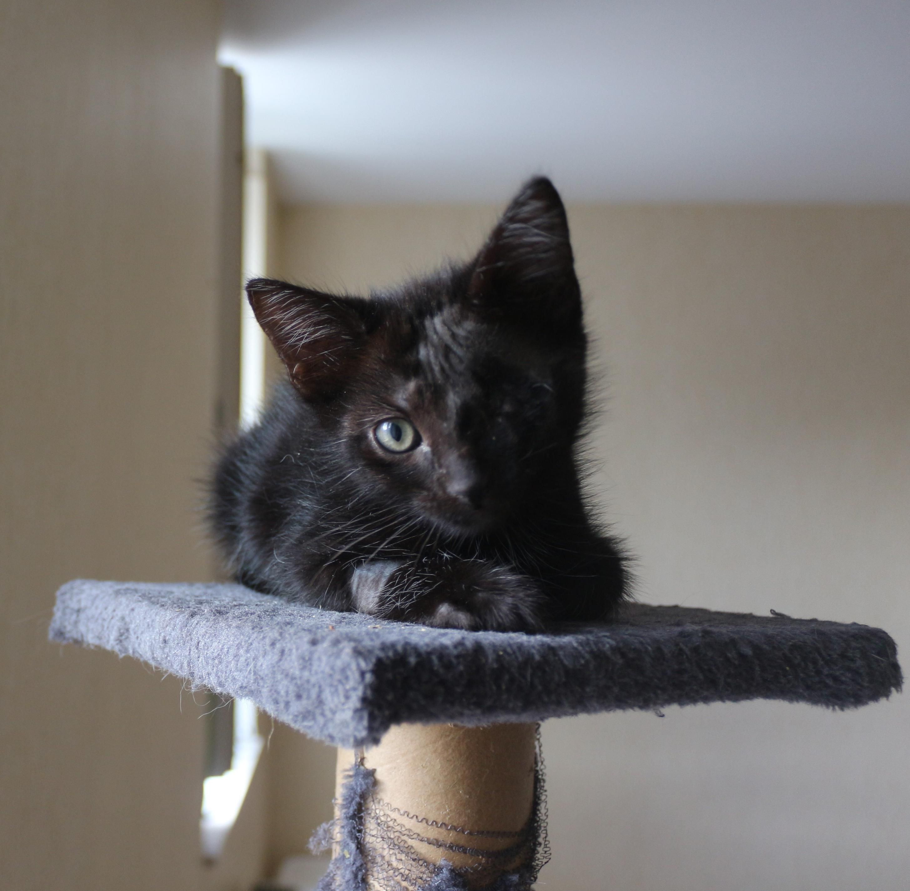 Pfeffer, un chaton noir très petit, allongé sur la plateforme d'un arbre à chat, les pattes croisées devant lui. Il a l'air curieux et attentif. Il a la paupière gauche cousue et bien cicatrisée, l'œil restant bien vert. 