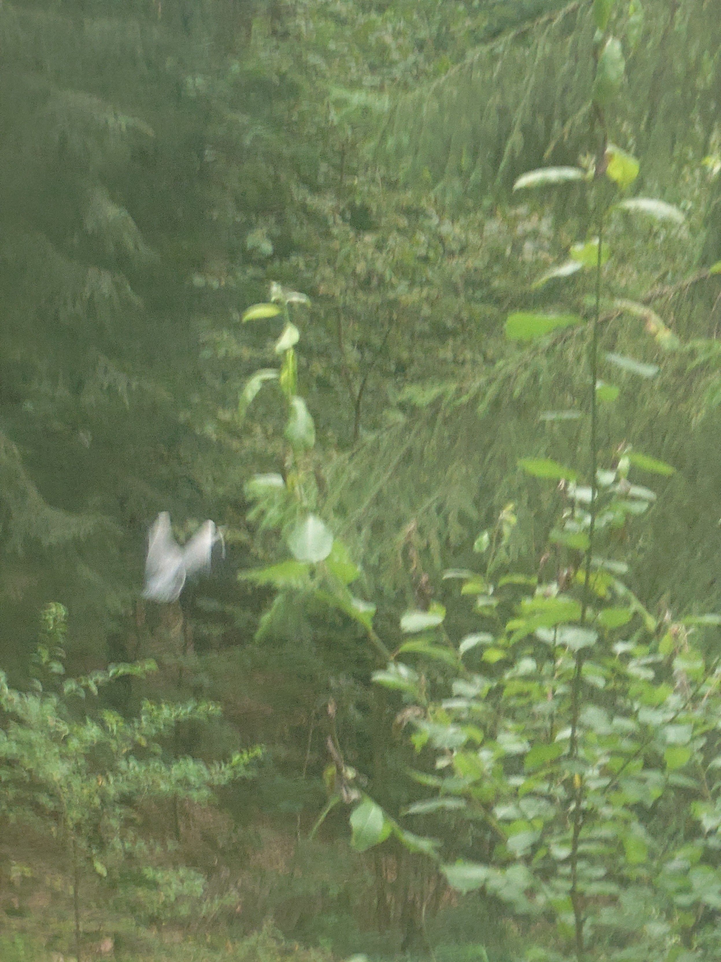 Das Bild zeigt eine dichte, grüne Waldlandschaft mit verschiedenen Baumarten, die dicht beieinander stehen. Im Vordergrund sind einige junge Bäume und Sträucher mit grünen Blättern zu sehen. In der Mitte des Bildes fliegt ein Vogel mit ausgebreiteten Flügeln, was auf eine Bewegung hinweist. Die Umgebung wirkt feucht und grün, was auf eine nasse oder regnerische Atmosphäre hinweist. Die Farben sind hauptsächlich verschiedene Grüntöne, mit dem verschwommen, grauen Vogel als Kontrast.

Bereitgestellt von @altbot, privat und lokal generiert mit Ovis2-8B