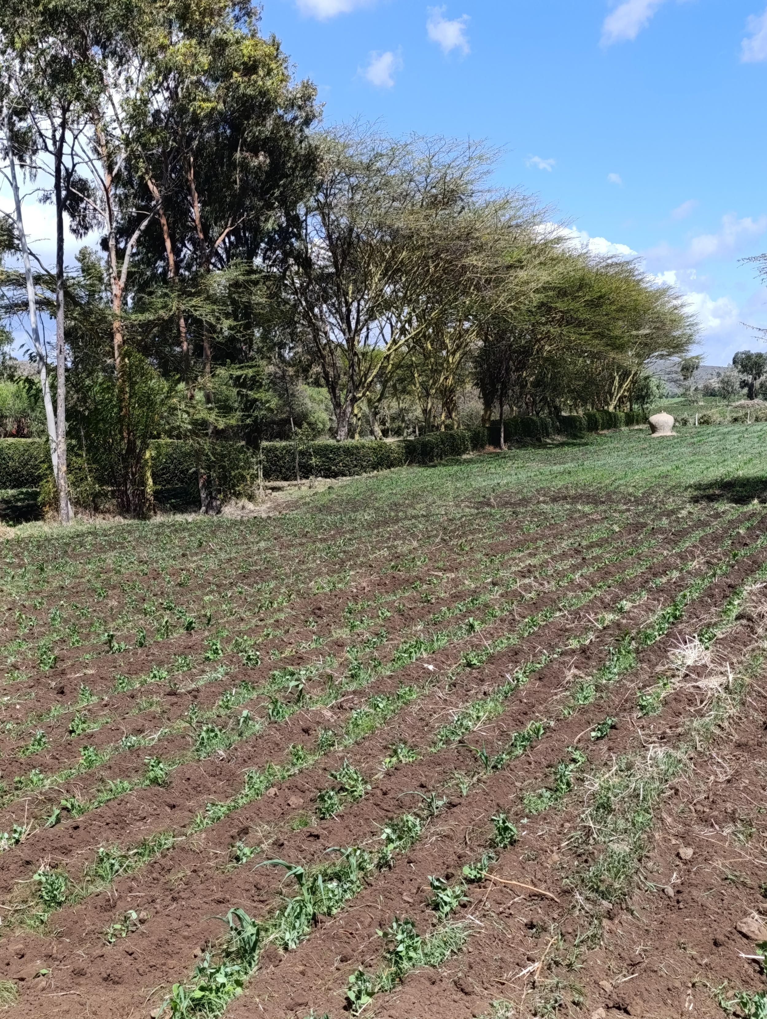 Beans planted in Ntugi, part of the meru county where they wilter due to lack of rain.  
