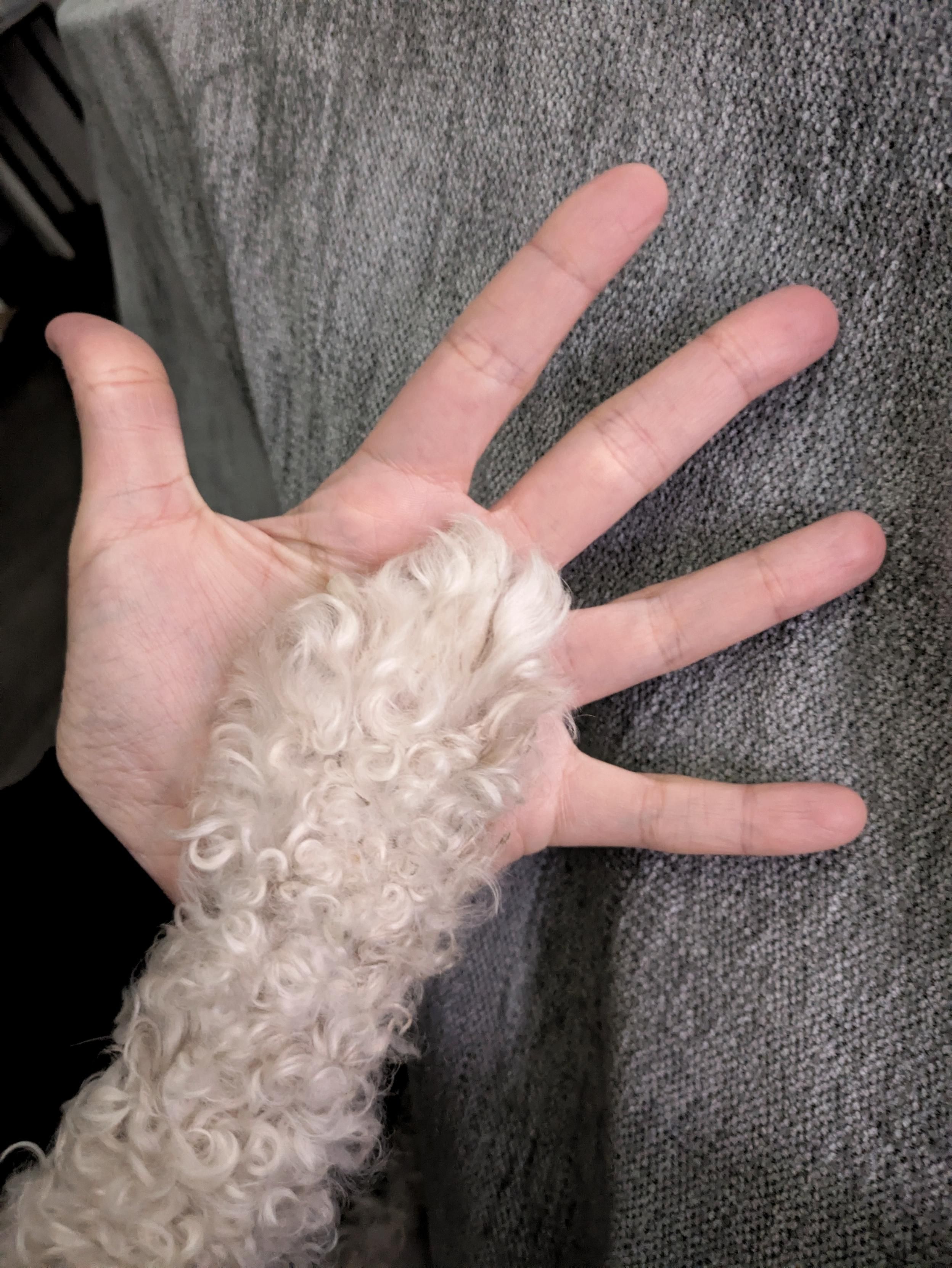 A hand held open with fingers spread, resting on a gray couch, with a small white curly-haired dog’s paw placed in the center of the palm.