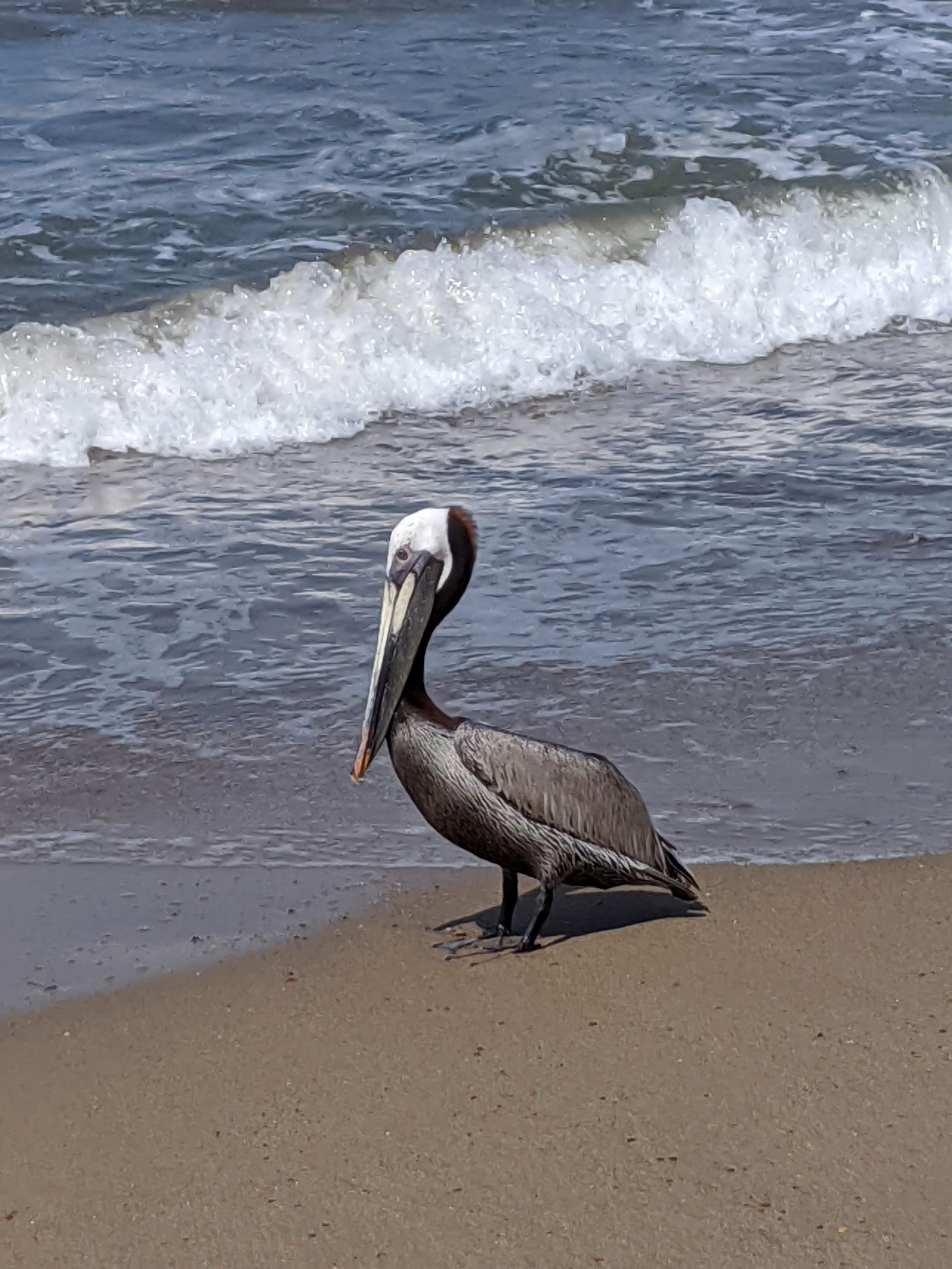 A brown pelican with a white and dark brown head standing in the sand on the coast as a frothy wave rolls in