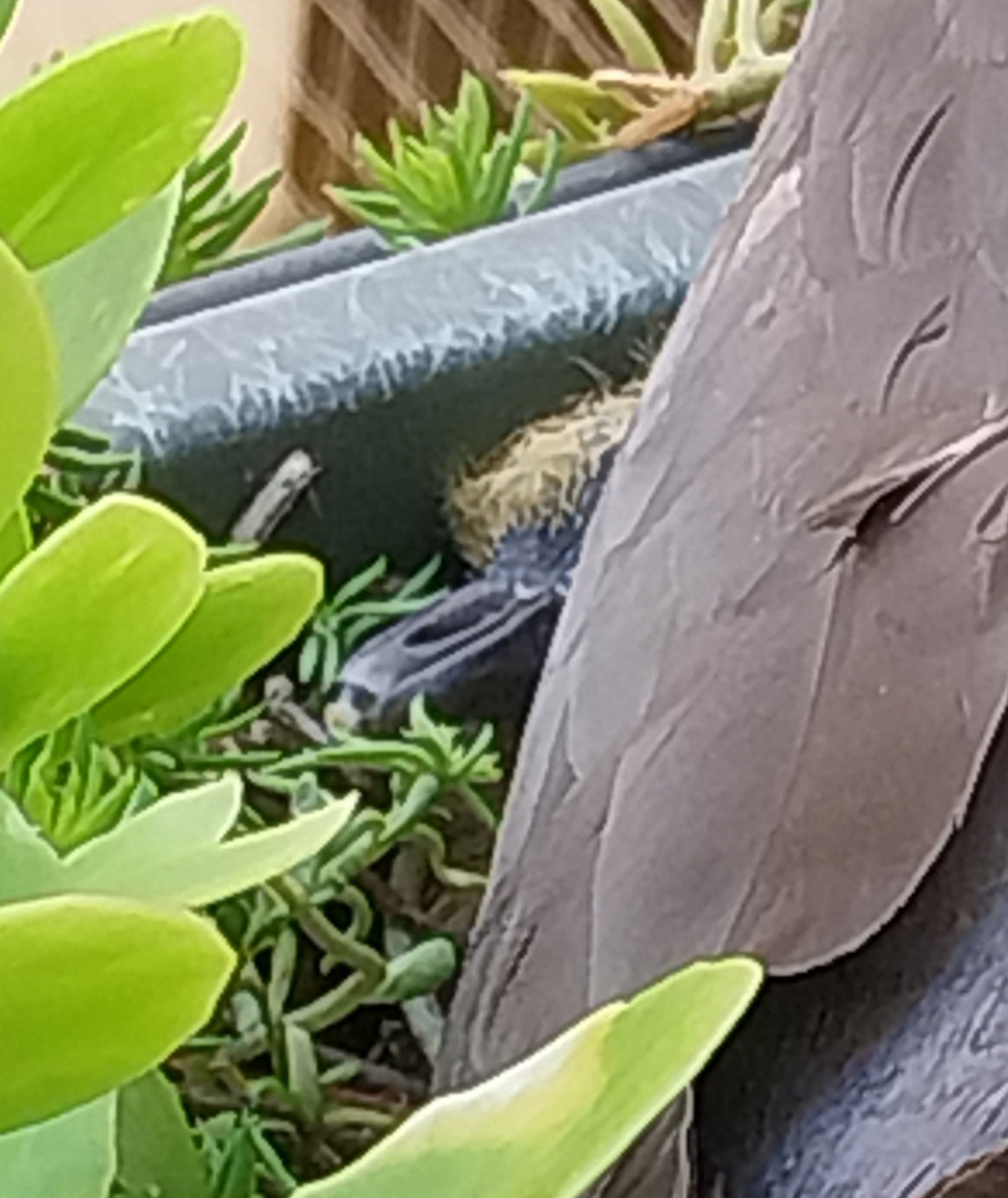 Petite tête de dodo échevelé emergeant de dessous un pigeon qui couve