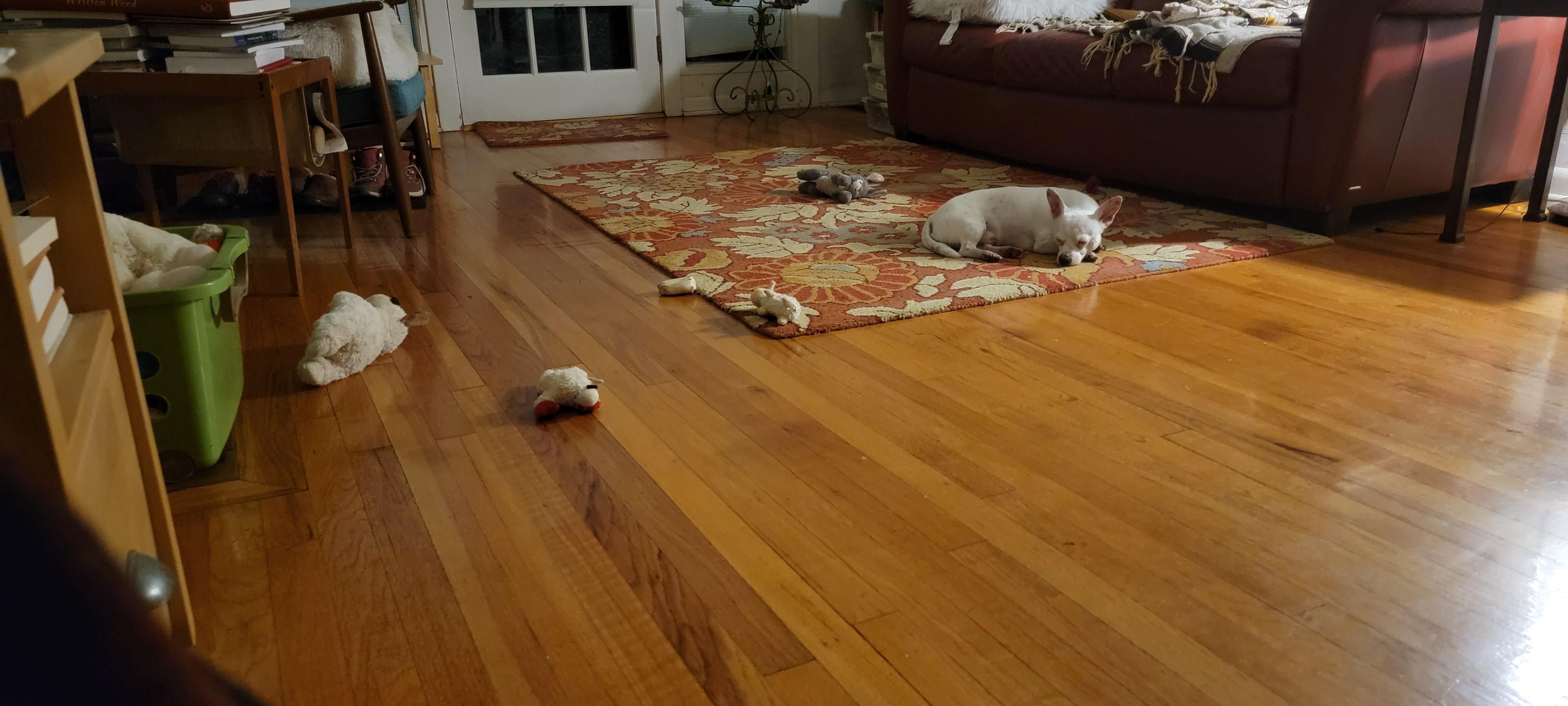 Pup asleep on carpet with scattered toys