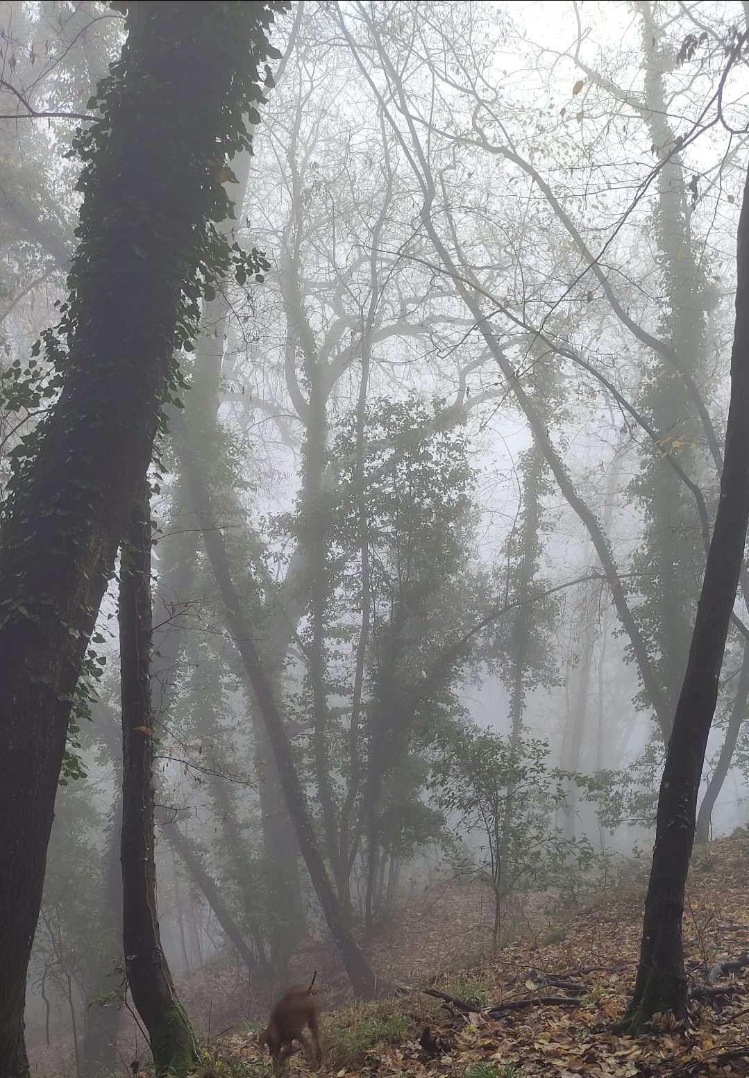 Mia che cerca in un bosco nebbioso 