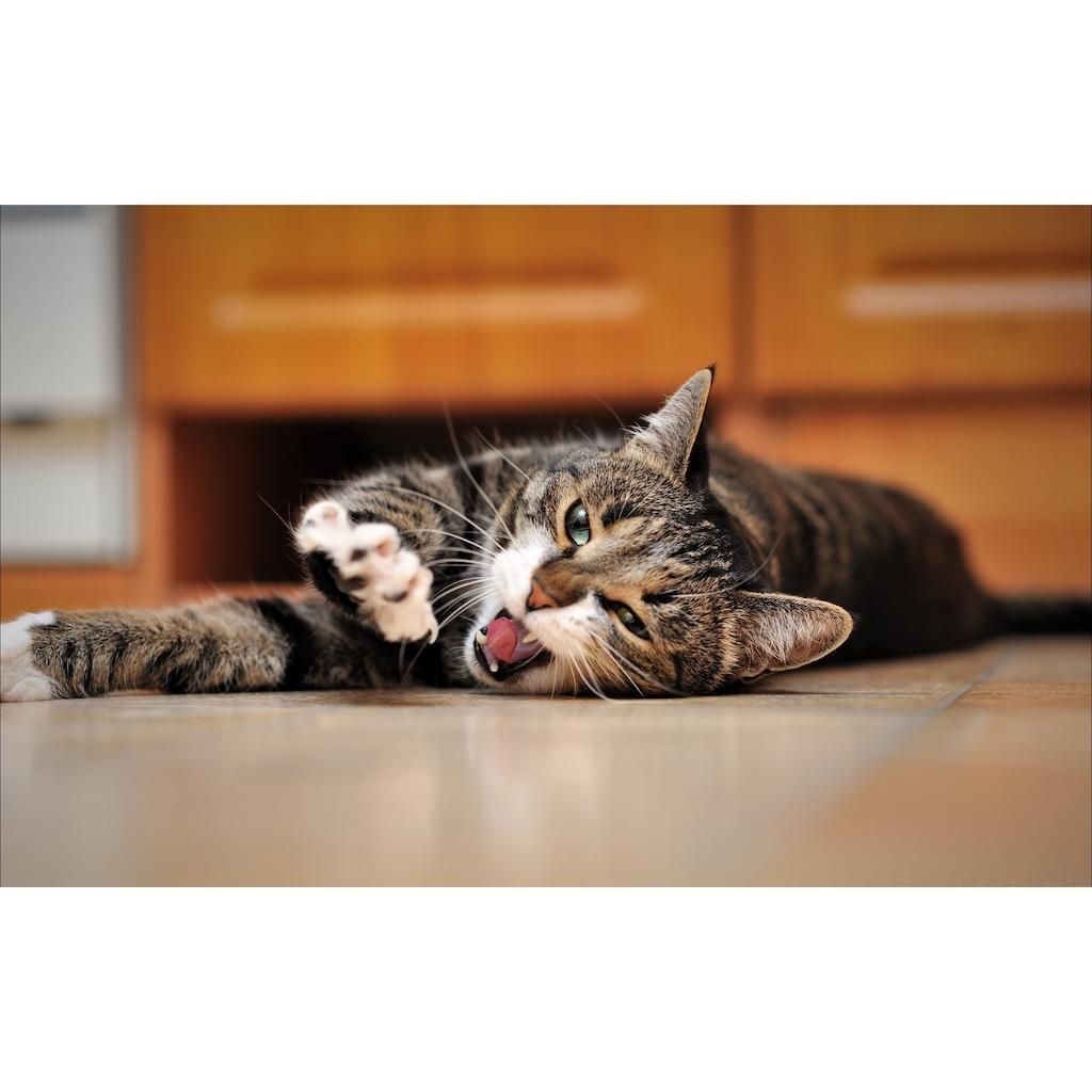 Foto di gatto tigrato grigio sdraiato su un pavimento, che si stiracchia