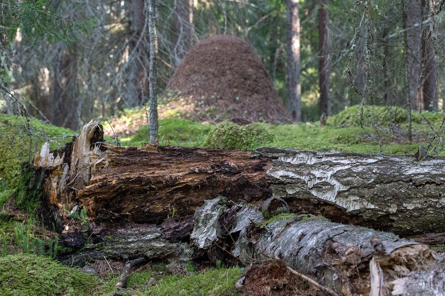 Tyvestä murtunut järeän koivun maapuu, taustalla kuusikon reunassa iso muurahaiskeko.