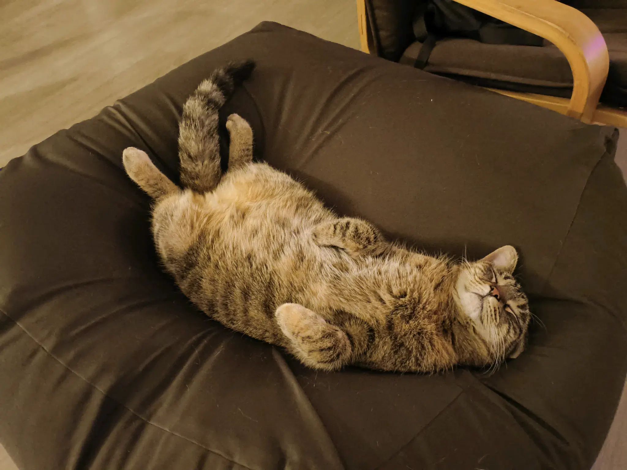 sleeping tofu