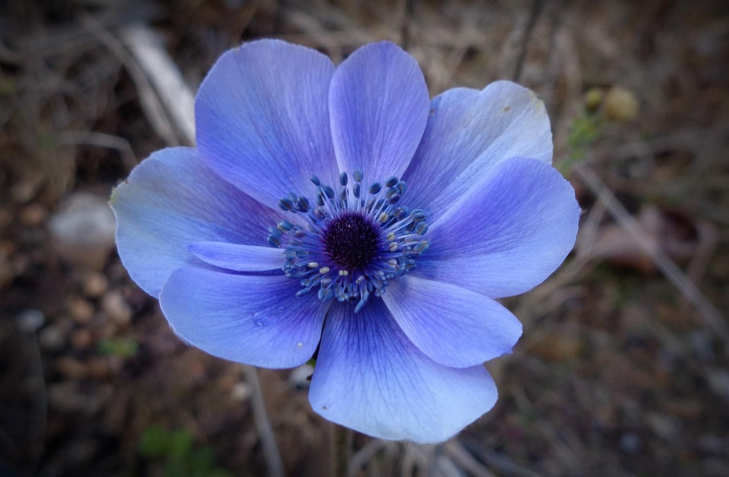 A vibrant blue almost purple Anemone flower (C)P.Gamble Photography