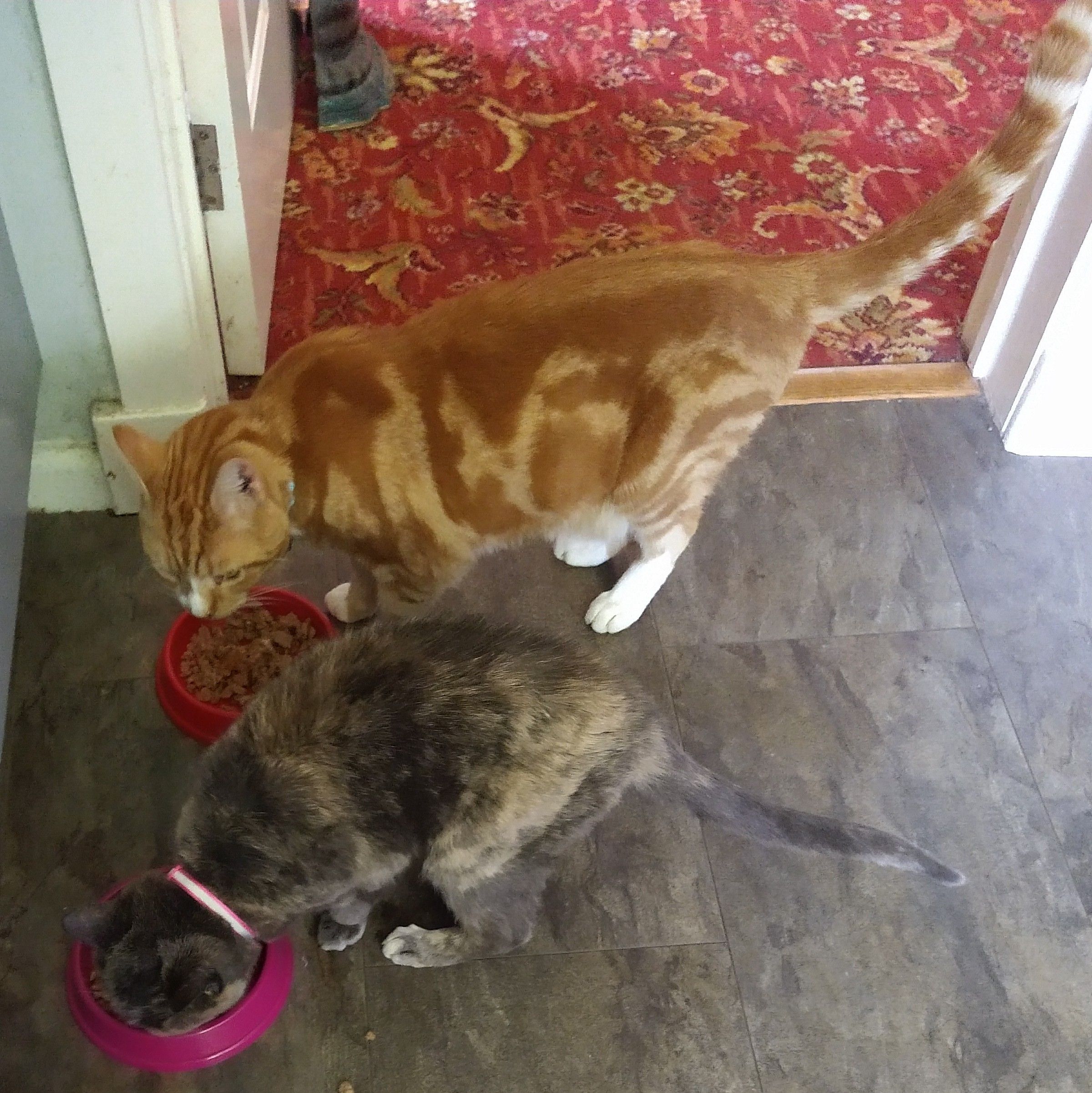 Oscar a large ginger tom cat, watching Tilly a smaller blended tortoiseshell cat eating from a pink food bowl 