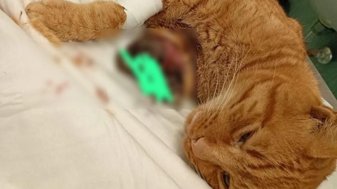 Nella fotografia, il gatto ferito e che è stato operato in una clinica veterinaria.