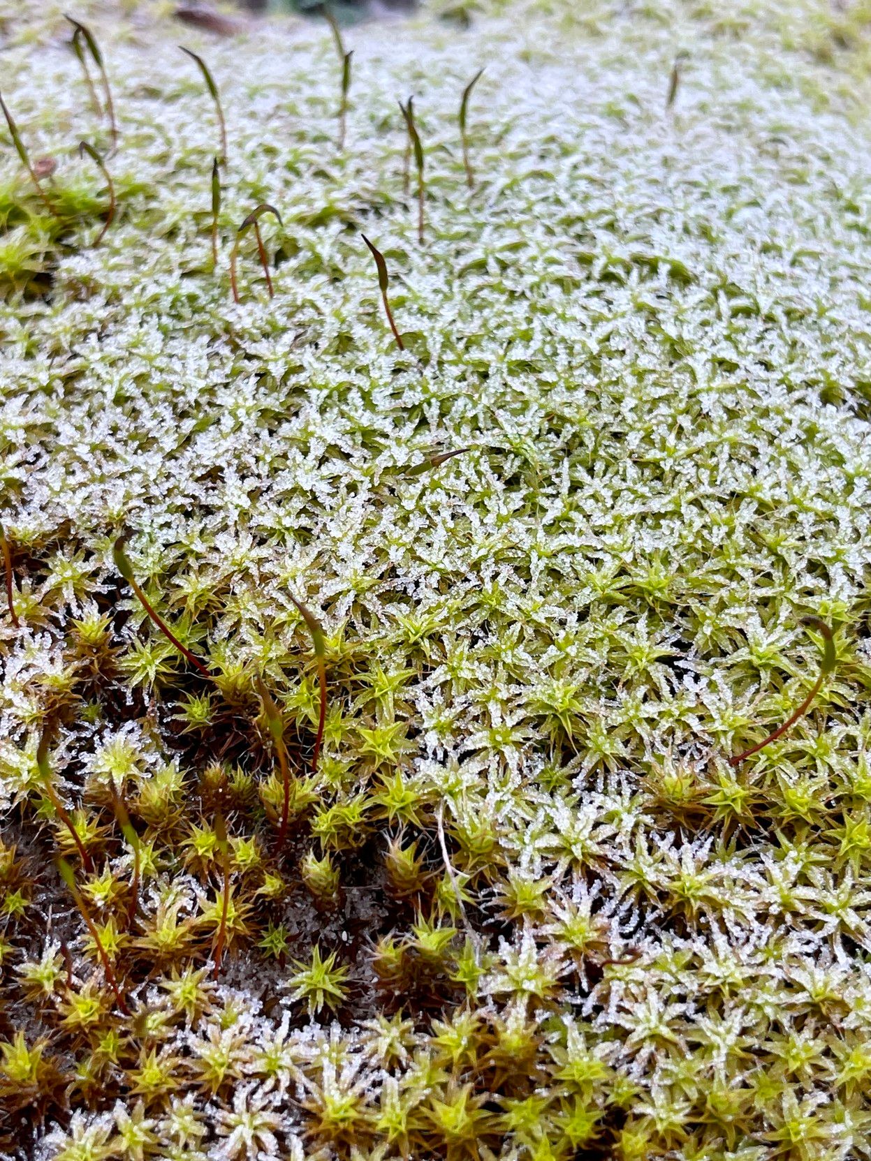 Tiny mossy flowers (close-up) with a layer of morning frost