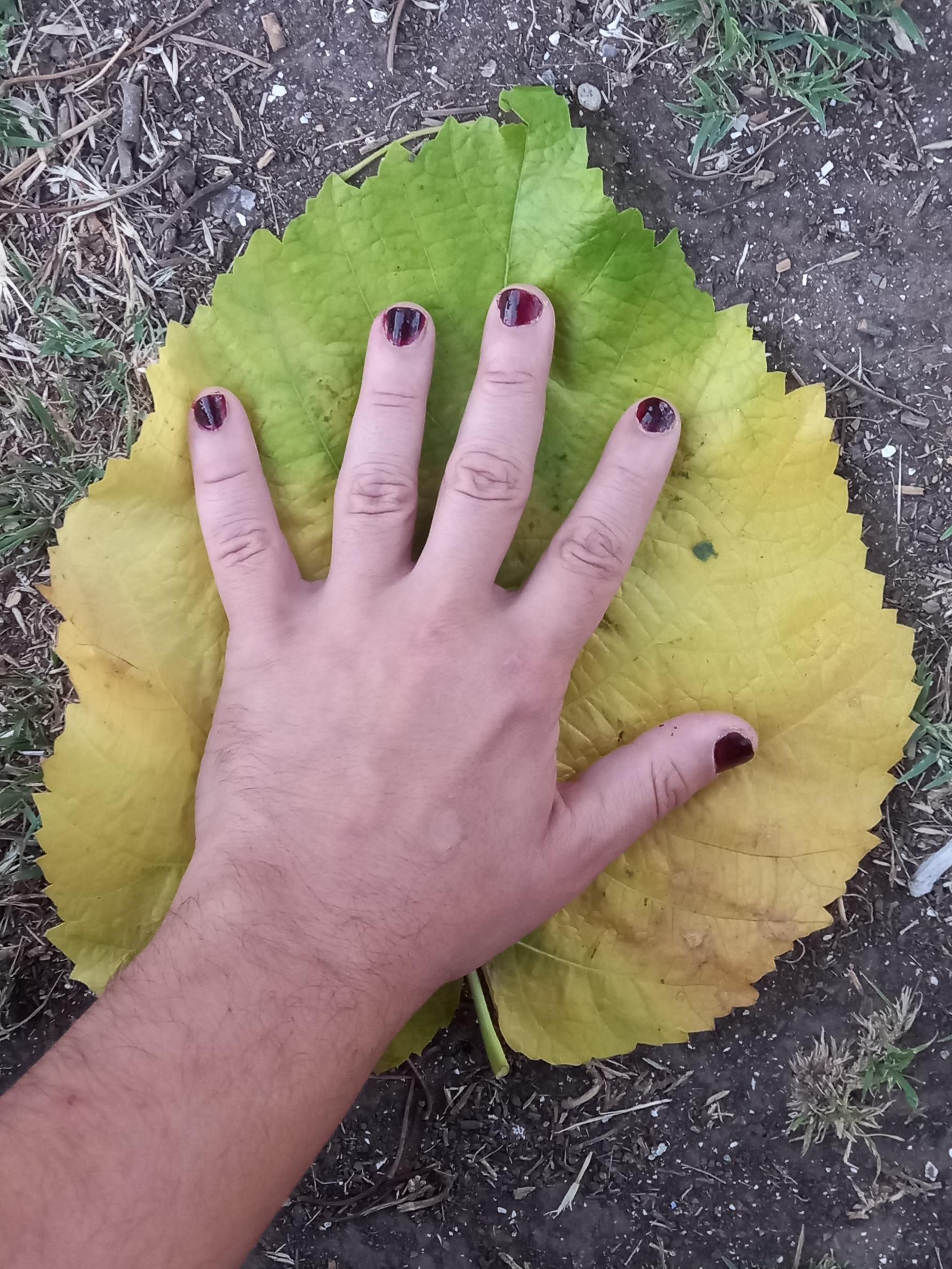 My hand (with badly painted nails, dark red) stretched over a giant yellowing tree leaf, about twice as big in area. Dirt and grass behind. 