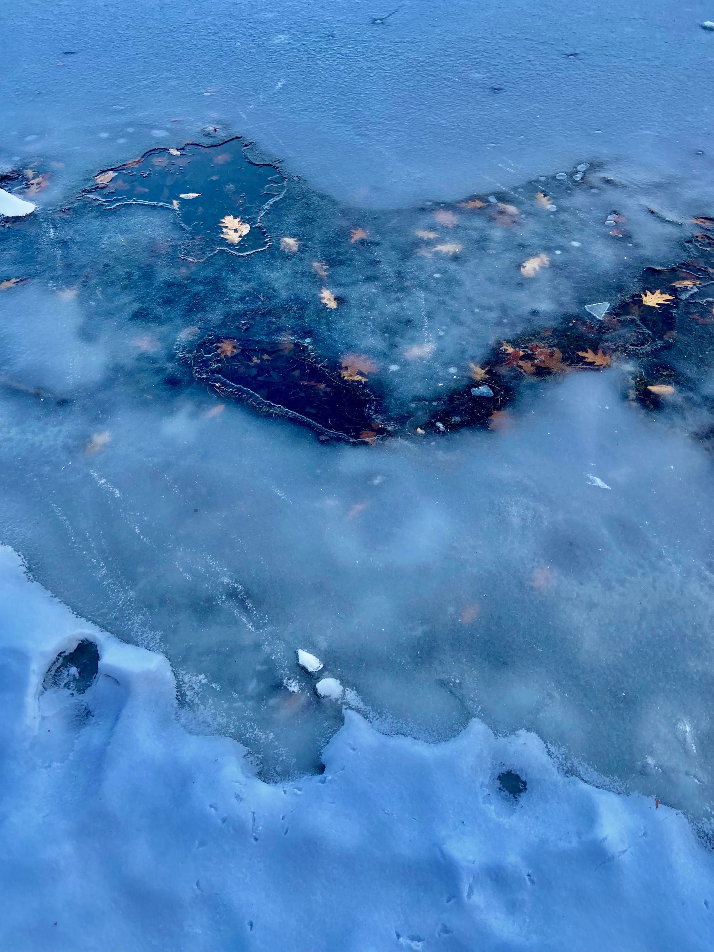 A lake surface, mostly icy, covered with snow at the top and bottom of the frame, with a break in the ice in the middle, showing darker water with some fallen leaves caught under the ice. 