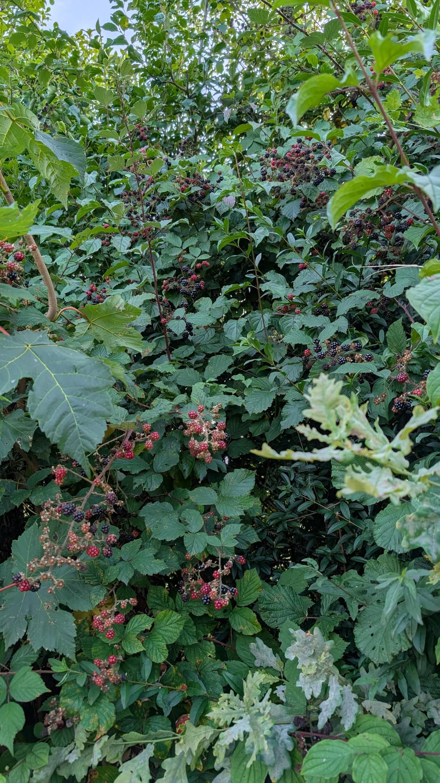 Photo of a blackberry bush carrying a lot of nice, ripe blackberries