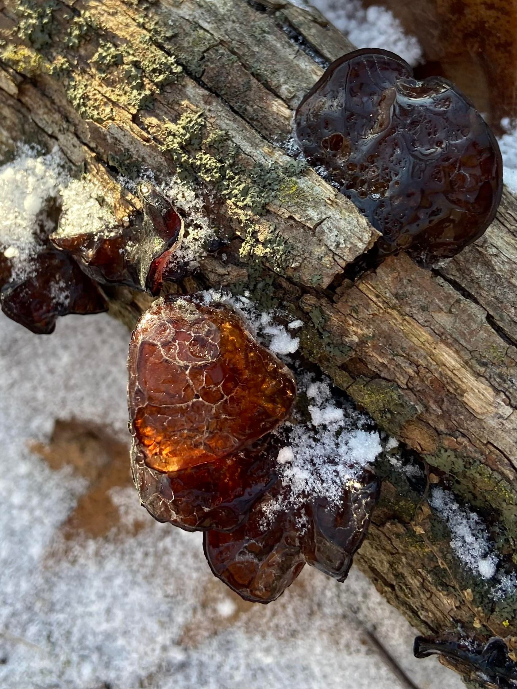 Mushrooms that have been covered in water and then frozen. Some are dark, but one is right in the sun, making it amber colored, and showing the little crackles in the ice, like a crème brûlée right after you smack it with a spoon. 