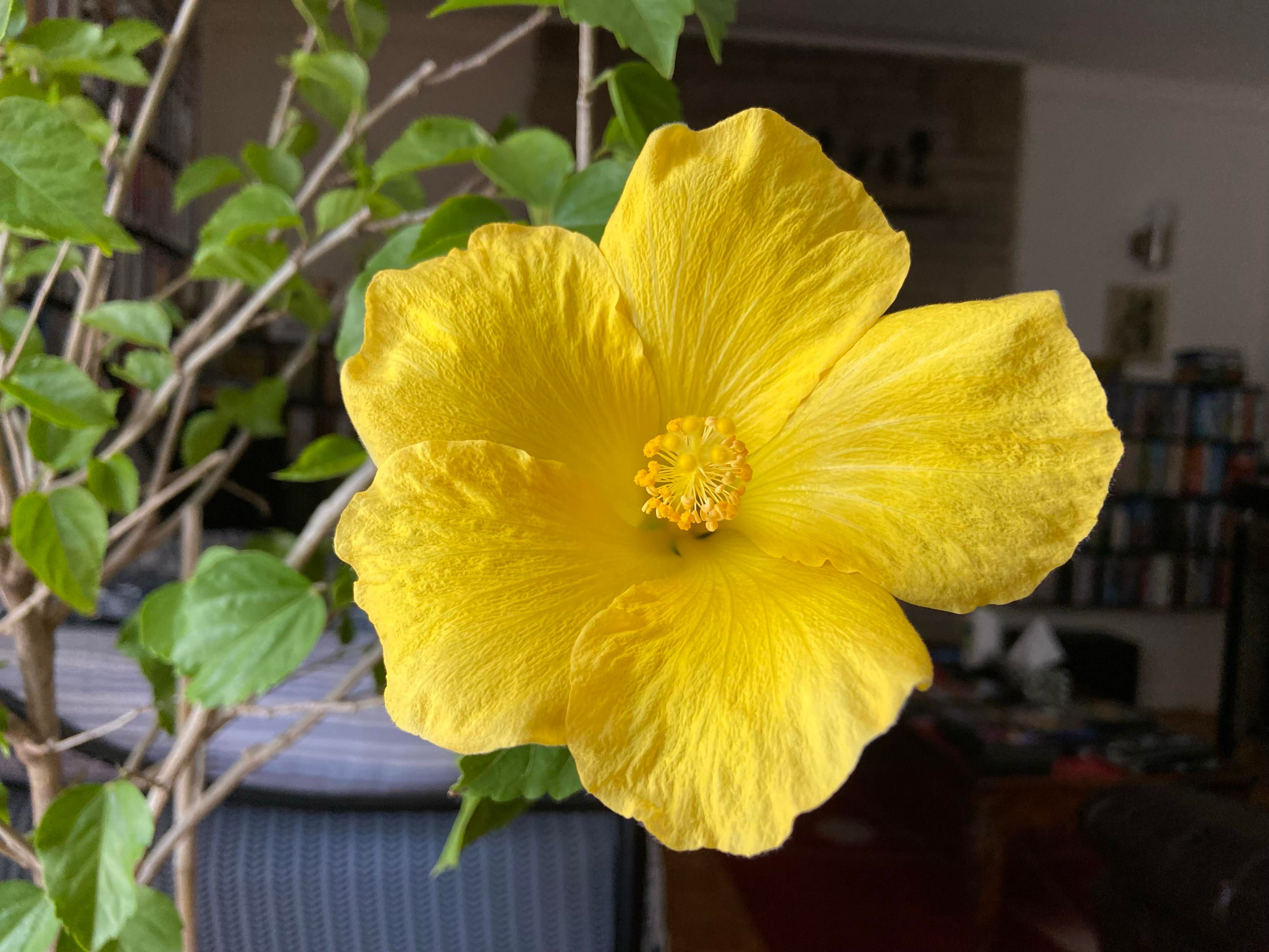 A bright yellow hibiscus, seen face on, five wide open petals with a crepe paper texture