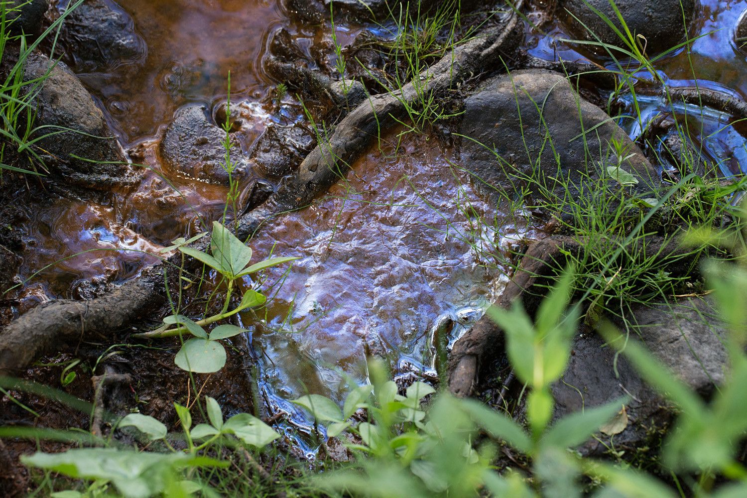 Ruosteenpunaista mönjää kasvien ja kivien välissä.