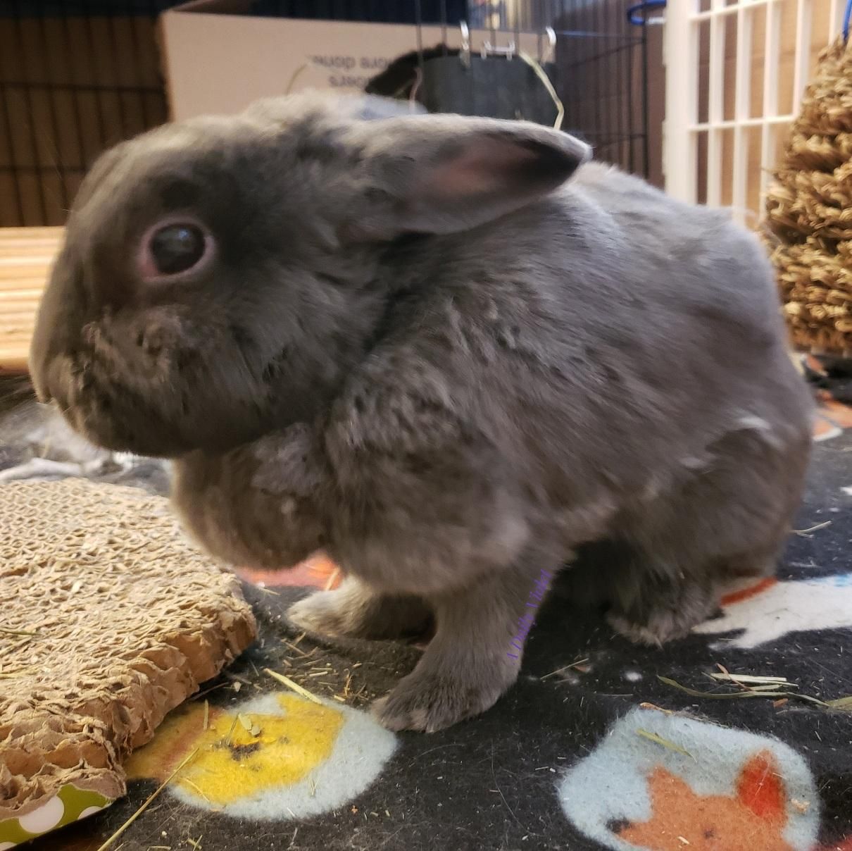 Small grey rabbit in profile. Her coat looks unusually shaggy and there is a line of tufts along her side. 
