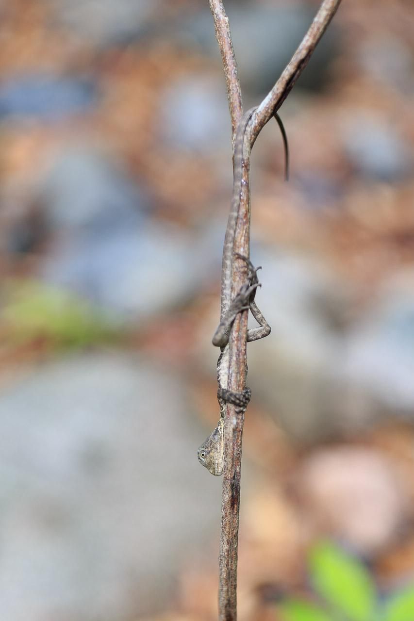 A small Eastern Water Dragon, upside down on a twig, hugging it. Its tail is draped over a fork. 