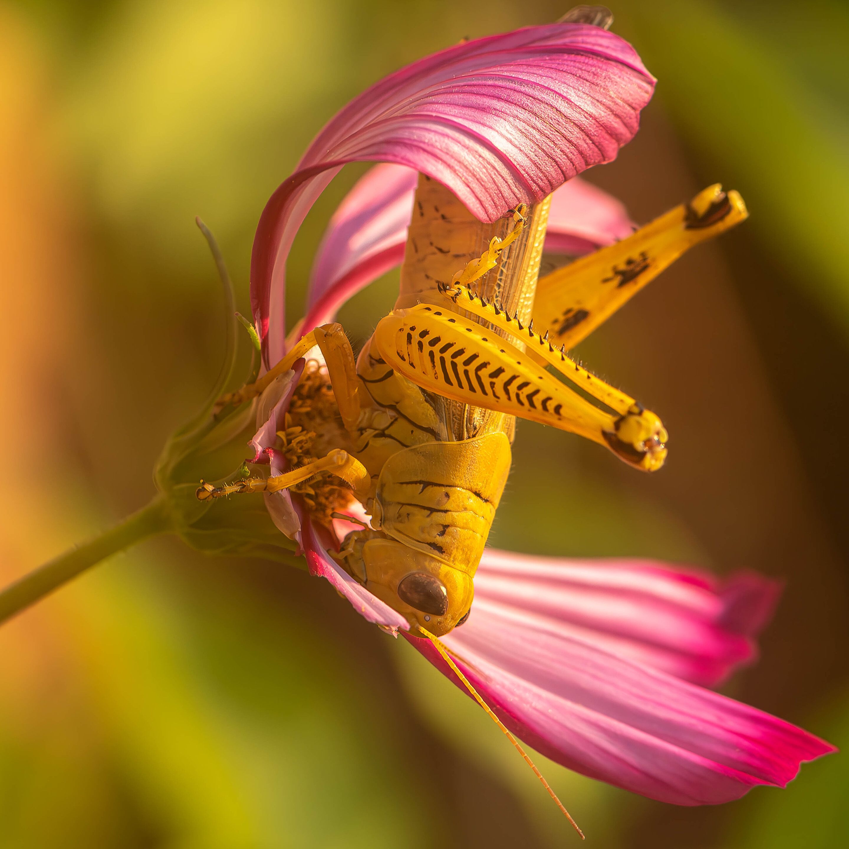 Closeup image of a large, golden-green grasshopper clinging to a magenta and white striped Cosmos flower that is only slightly wider the the grasshopper's body length. The flower is facing the right of the frame and the grasshopper is vertical with it's head facing down. The Cosmos petals show signs of recent feeding with some petals cut down close to the flower's center. The background consists of out of focus greens and browns.