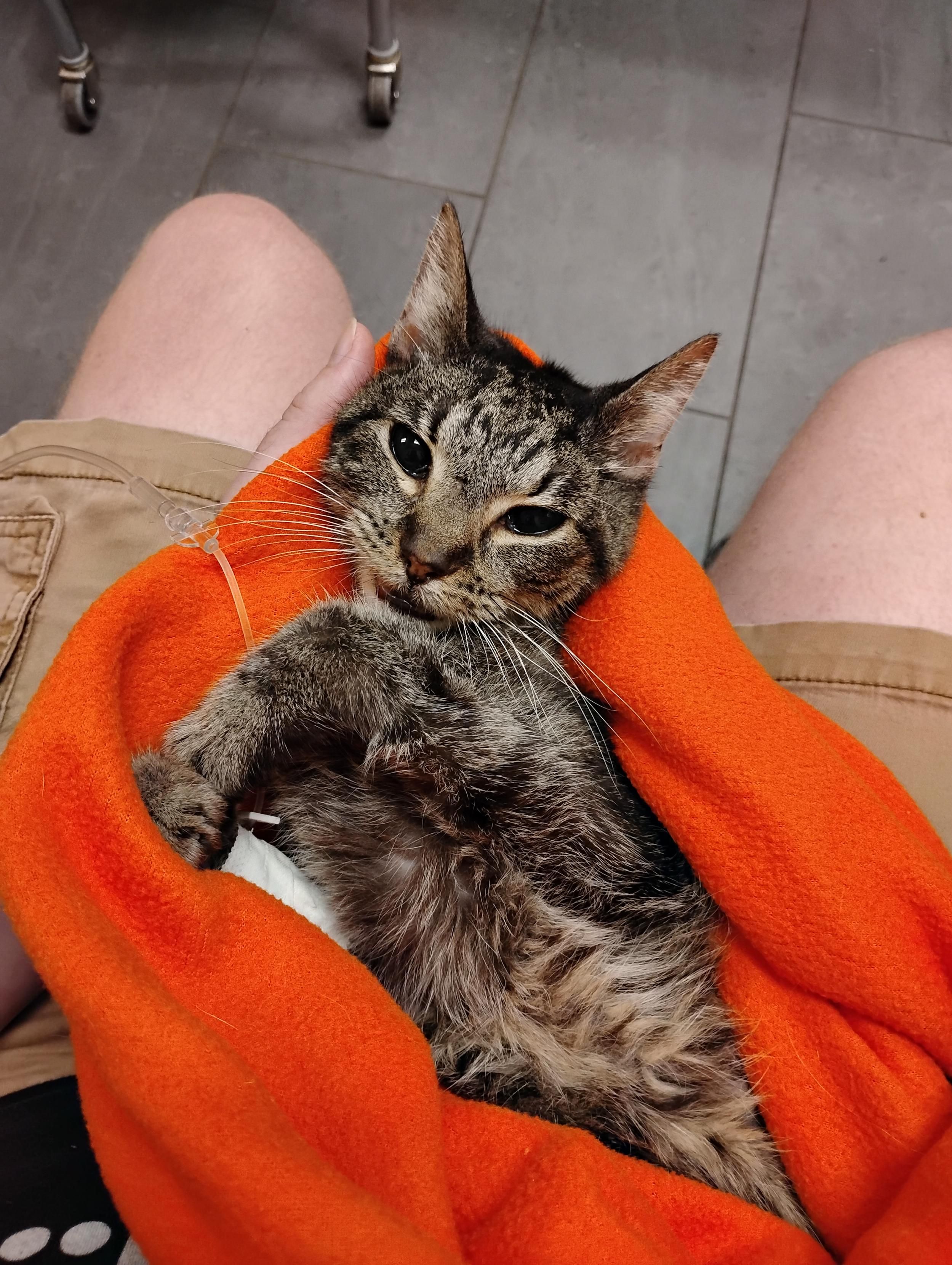 Image of Tali Zorah, a brown tabby cat, wrapped up in an orange blanket shortly after her final breath.