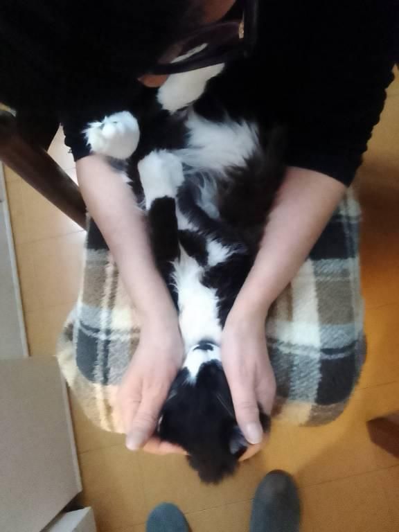 Una foto a colori, in formato verticale, che ritrae dall'alto Ioba, il micio della mia morosa, steso in panciolle e anche brodo di giuggiole a pancia in su, con le zampe posteriori verso l'alto, le anteriori stese sulla pancia e gli occhietti chiusi, sulle gambe di lei, che ne tiene la testa tra le mani.