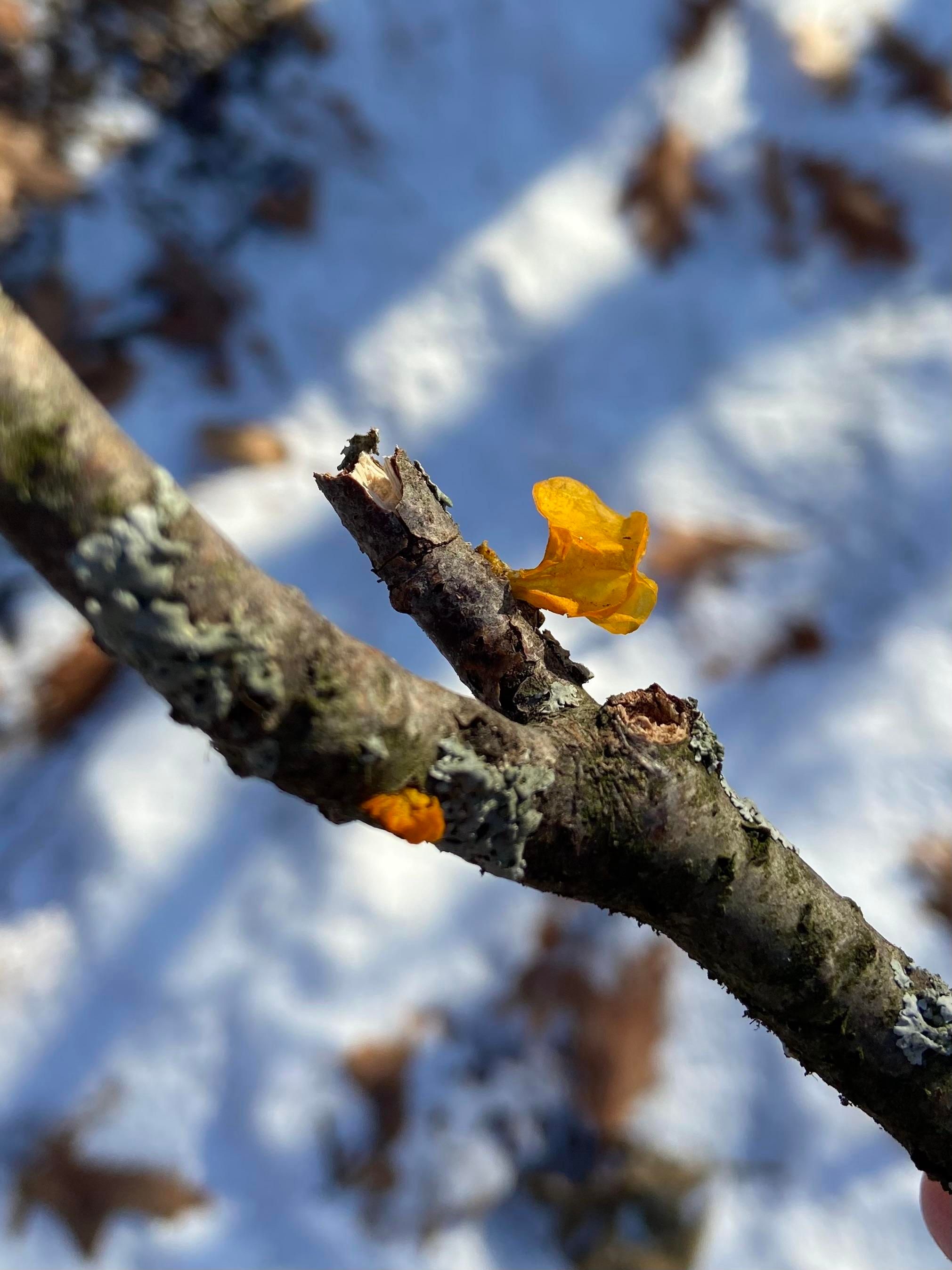 A twig held in the air above snowy ground. It has a big wavy yellow jelly fungus on the top, and a small one on the bottom. 