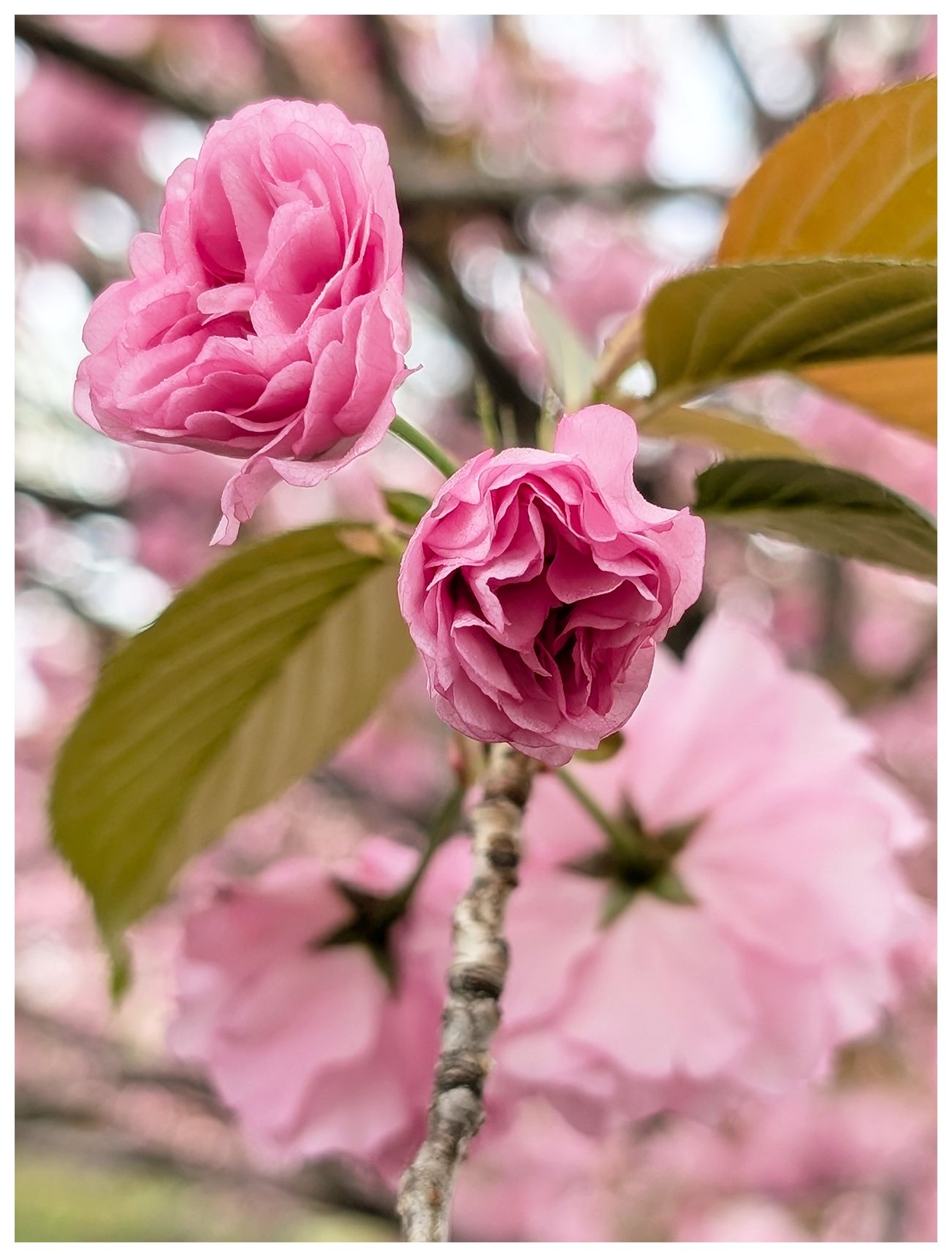 daytime. close-up of two pink, rose-like cherry blossoms on a tree with leaves. the background is out of focus, other blossoms and branches. 