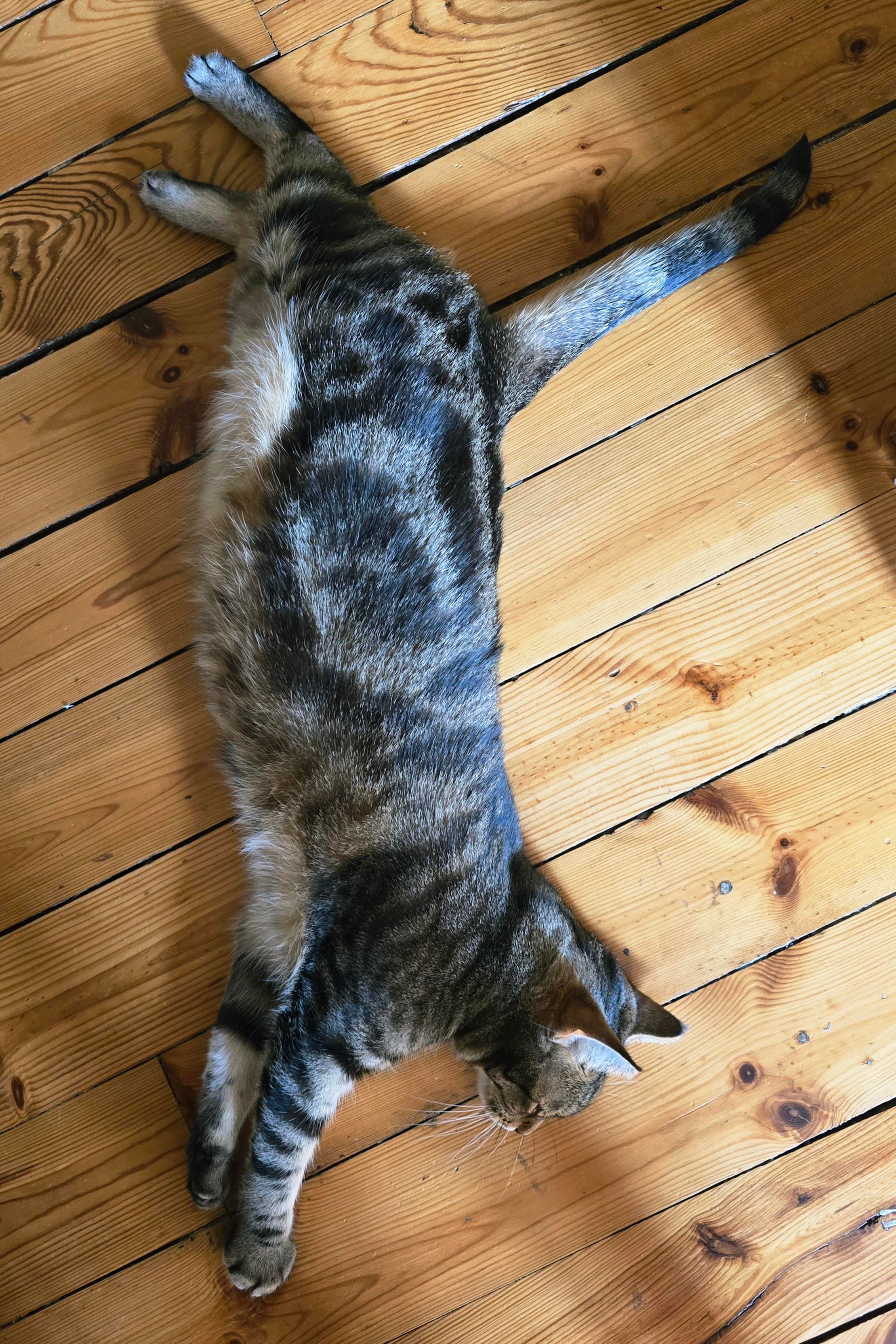 Chat gris rayé étendu et allongé de tout son long sur le parquet au soleil.