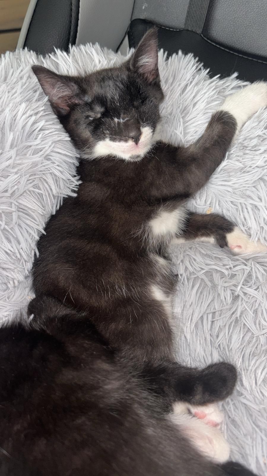 Bubbles Hanami, couchée sur un plaid, on voit que son poil repousse autour des cicatrices de ses yeux.