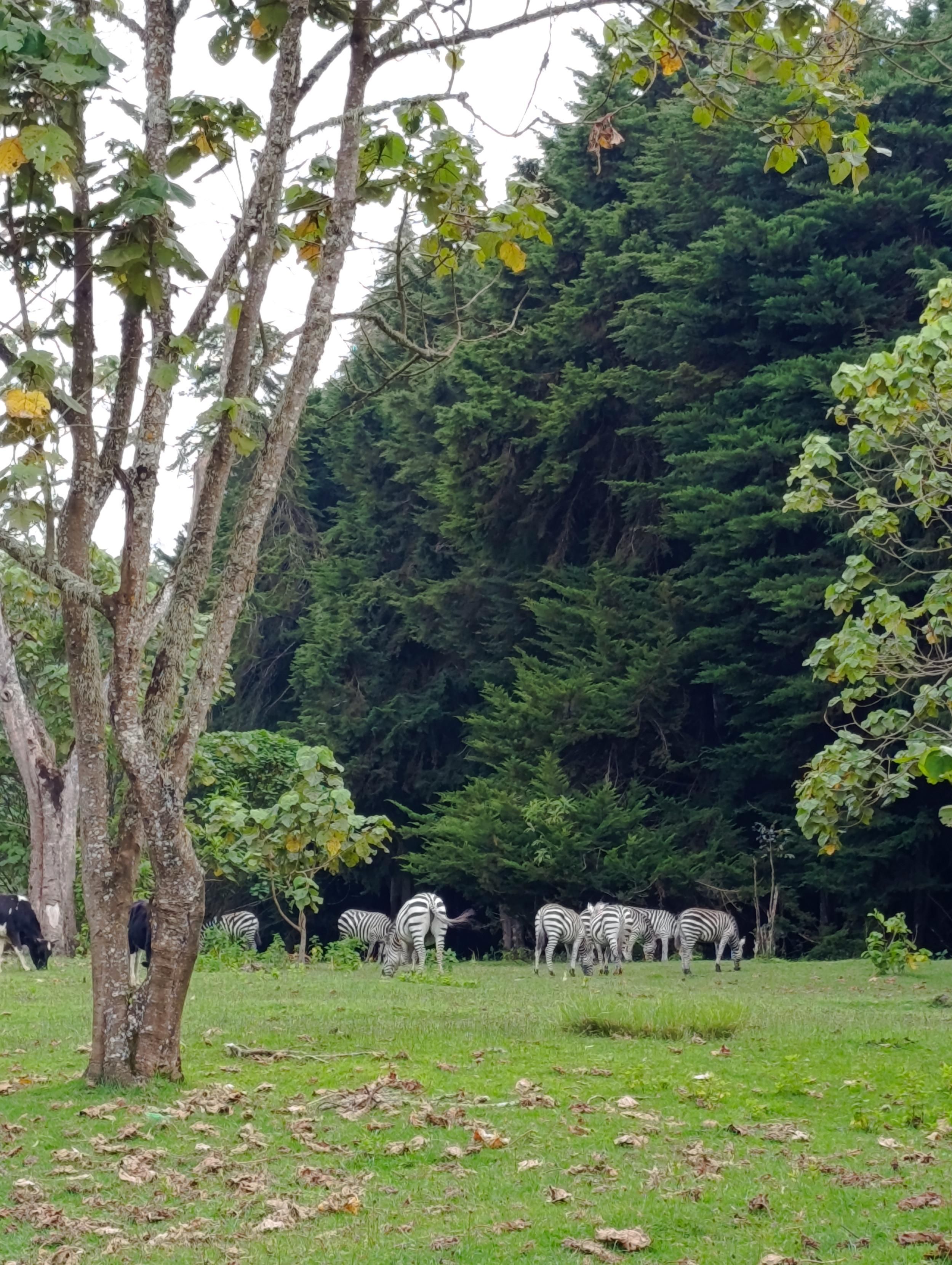 Zebras grazing with cows in Mount Kenya forest 