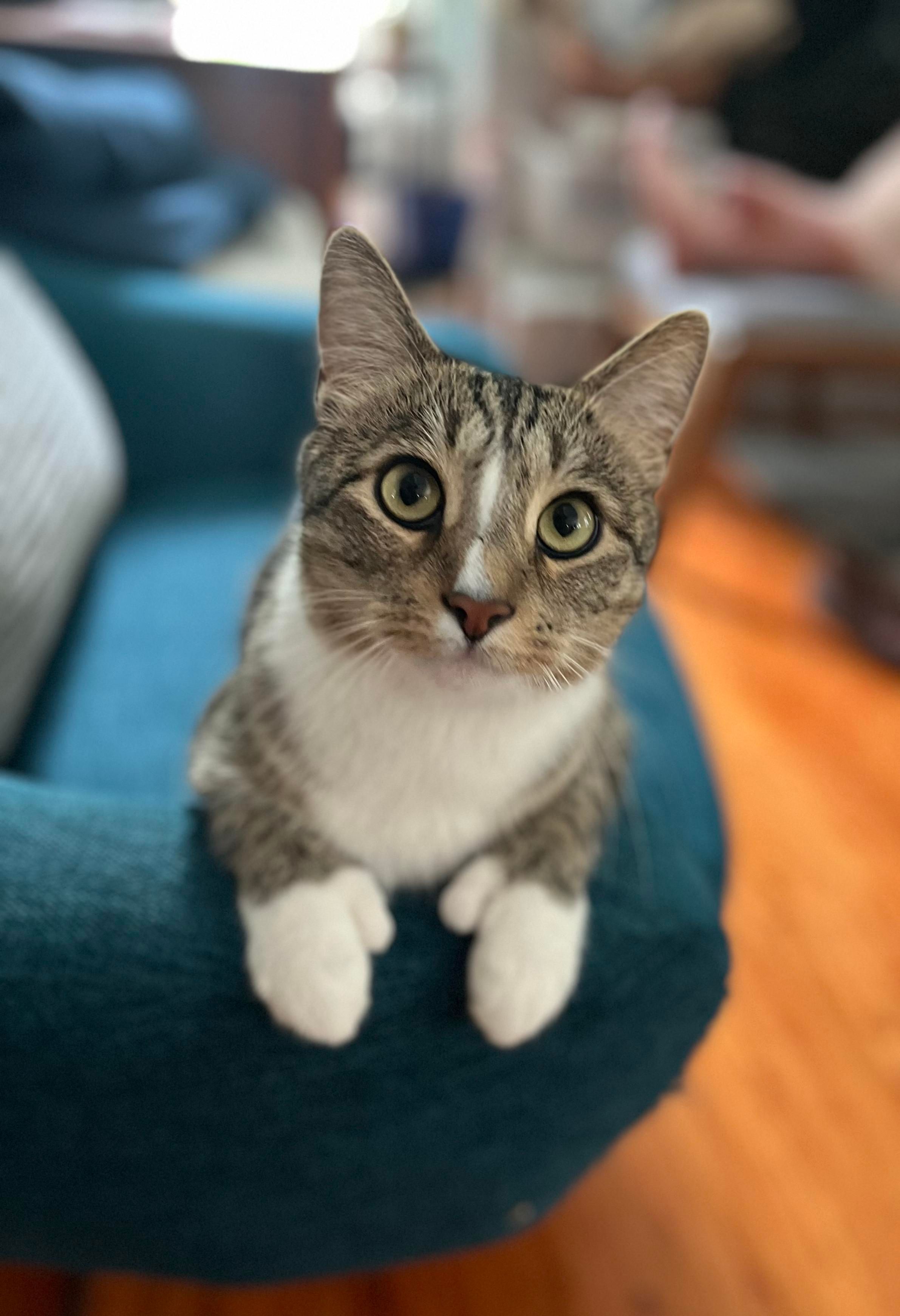 Mr. Mittens, a brown and white tabby, sits on a blue chair and is looking super cute