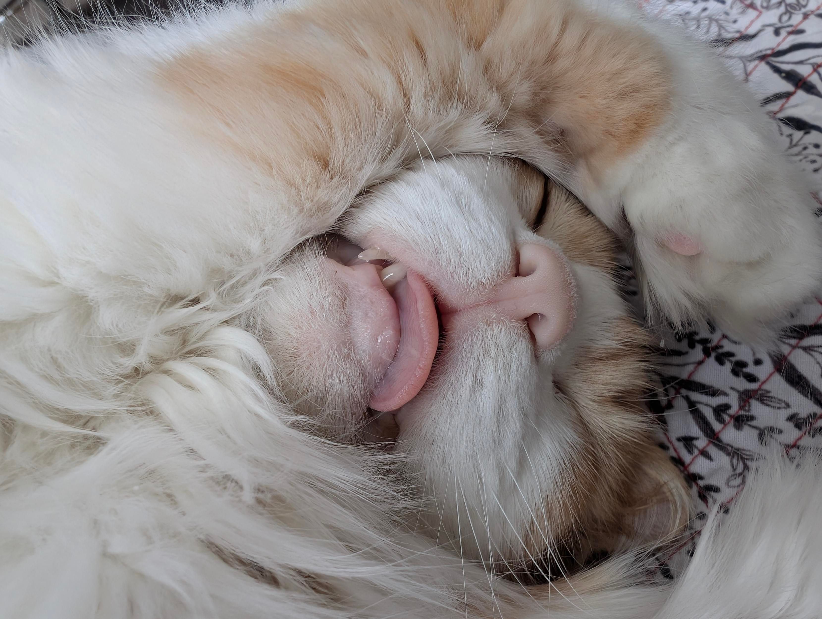 Orange cat face, asleep with tongue out to one side