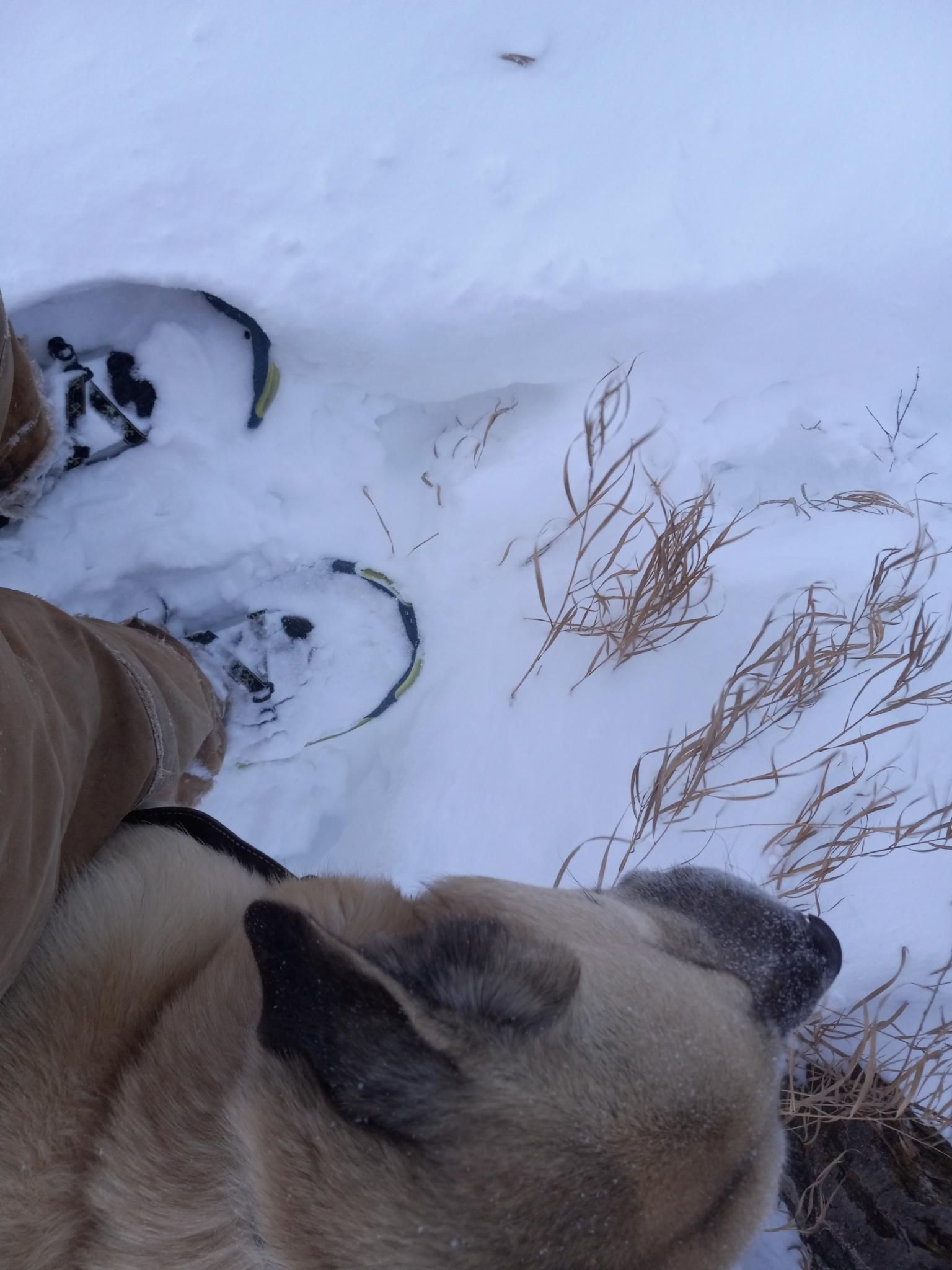 Looking down at my feet with snowshoes on, mostly buried in snow, with a large yellowish dog right next to my feet, ready to walk.