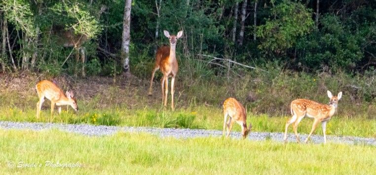 "In the soft hush of morning, a doe stands sentinel in a clearing bathed in gentle light. Her posture is alert but calm—ears pricked, eyes scanning the horizon with quiet vigilance. She is the embodiment of grace and guardianship, her tawny coat blending seamlessly with the summer grass.

Around her, three fawns move with tentative joy, their small bodies dappled in white polka dots like scattered petals on a forest floor. Each spot catches the light, giving their fur a delicate shimmer as they nibble at the dew-laced grass. Their movements are gentle, almost playful—heads bobbing, legs slightly unsure, as if the world is still new beneath their hooves.

The fawns stay close, orbiting their mother like stars around a steady moon. She doesn’t feed; she watches. Her stillness is protective, a living shield against the unseen. The scene feels sacred—an intimate moment of trust and survival, framed by the quiet rhythm of nature waking up.

There’s no urgency, no fear—just the soft choreography of life unfolding in the wild." - Copilot
