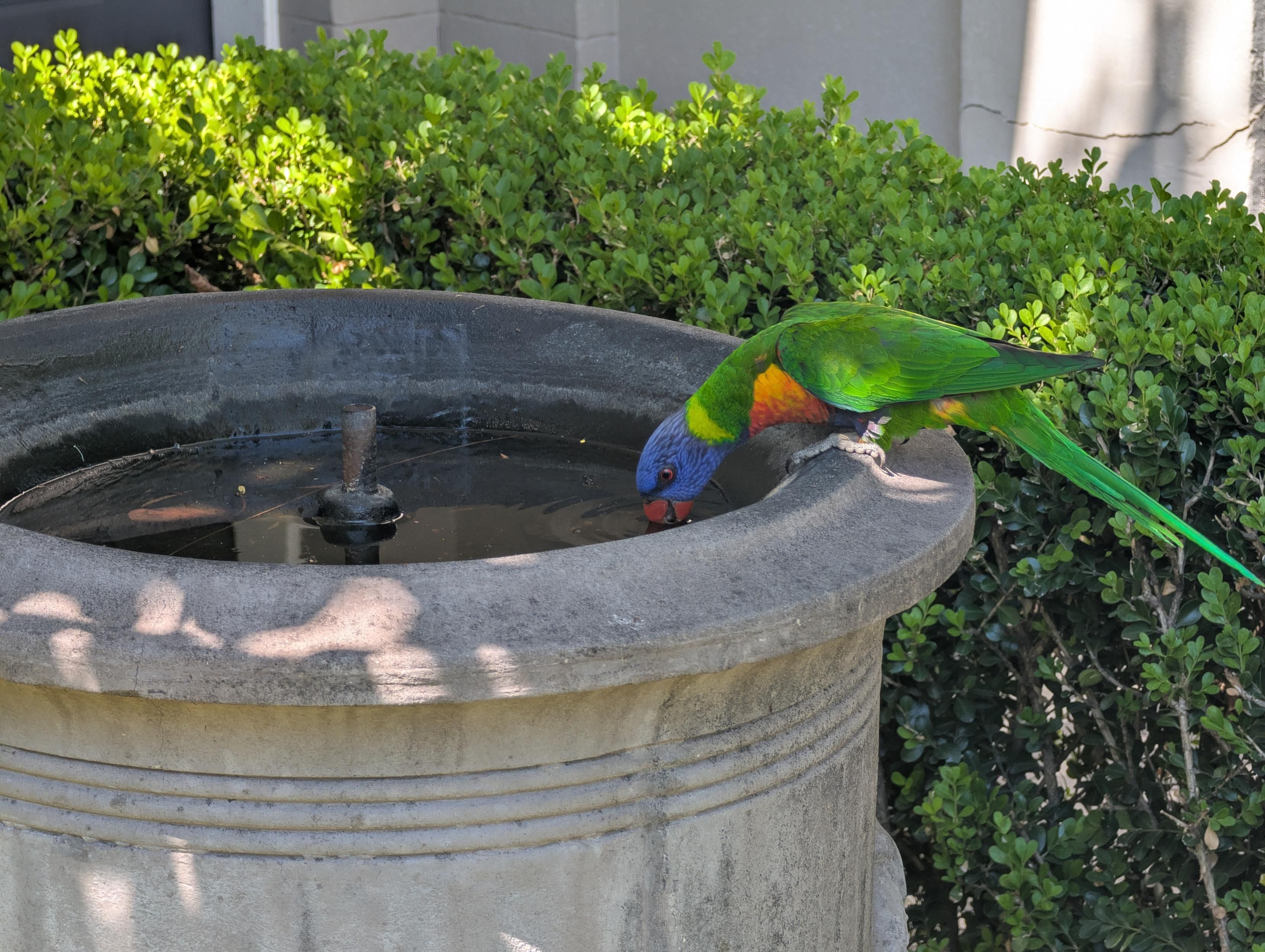 The same rainbow Lorikeet having a drink of water